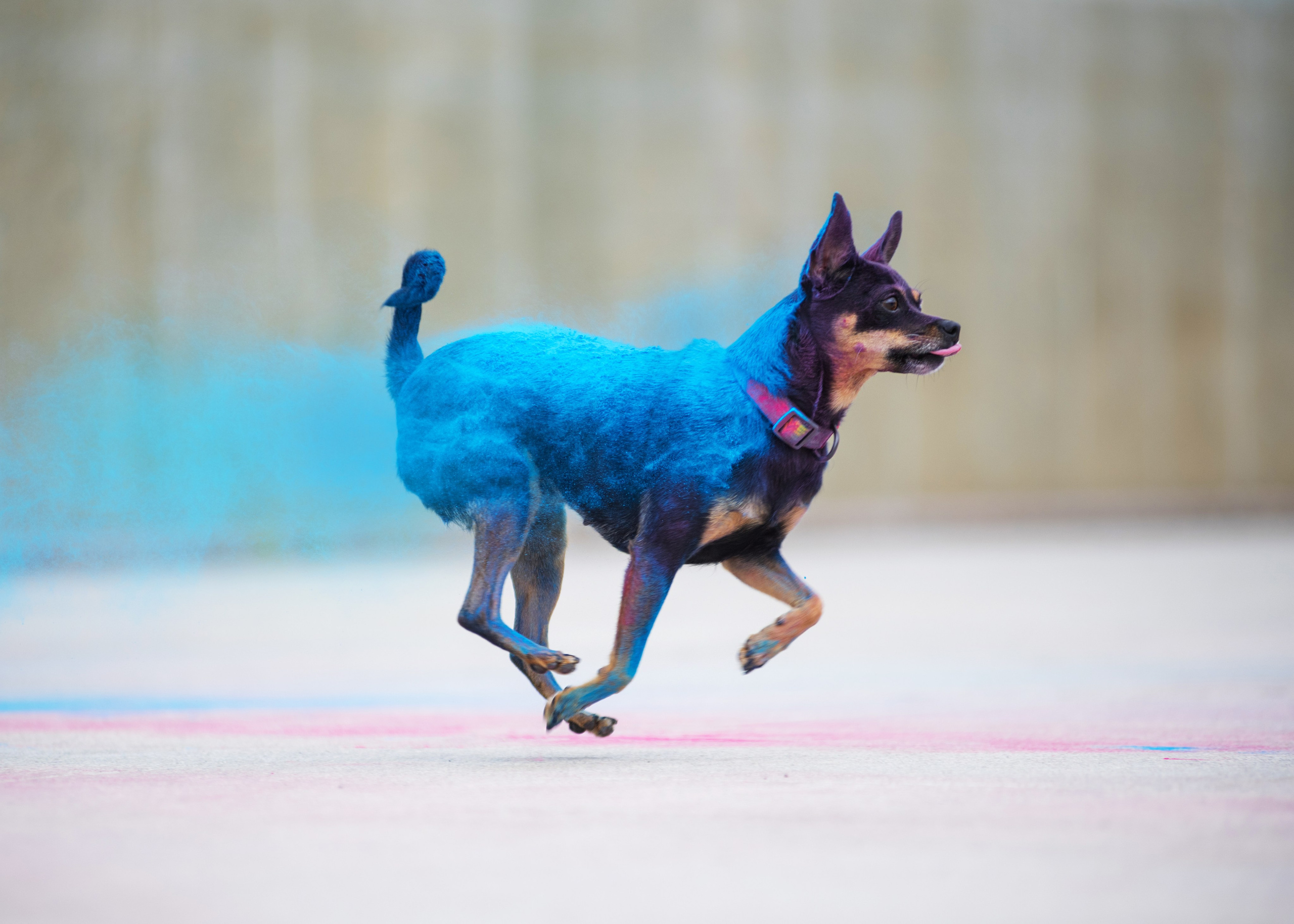 Мотя и краски холли. Дог-фотограф в Тюмени Александра Королева