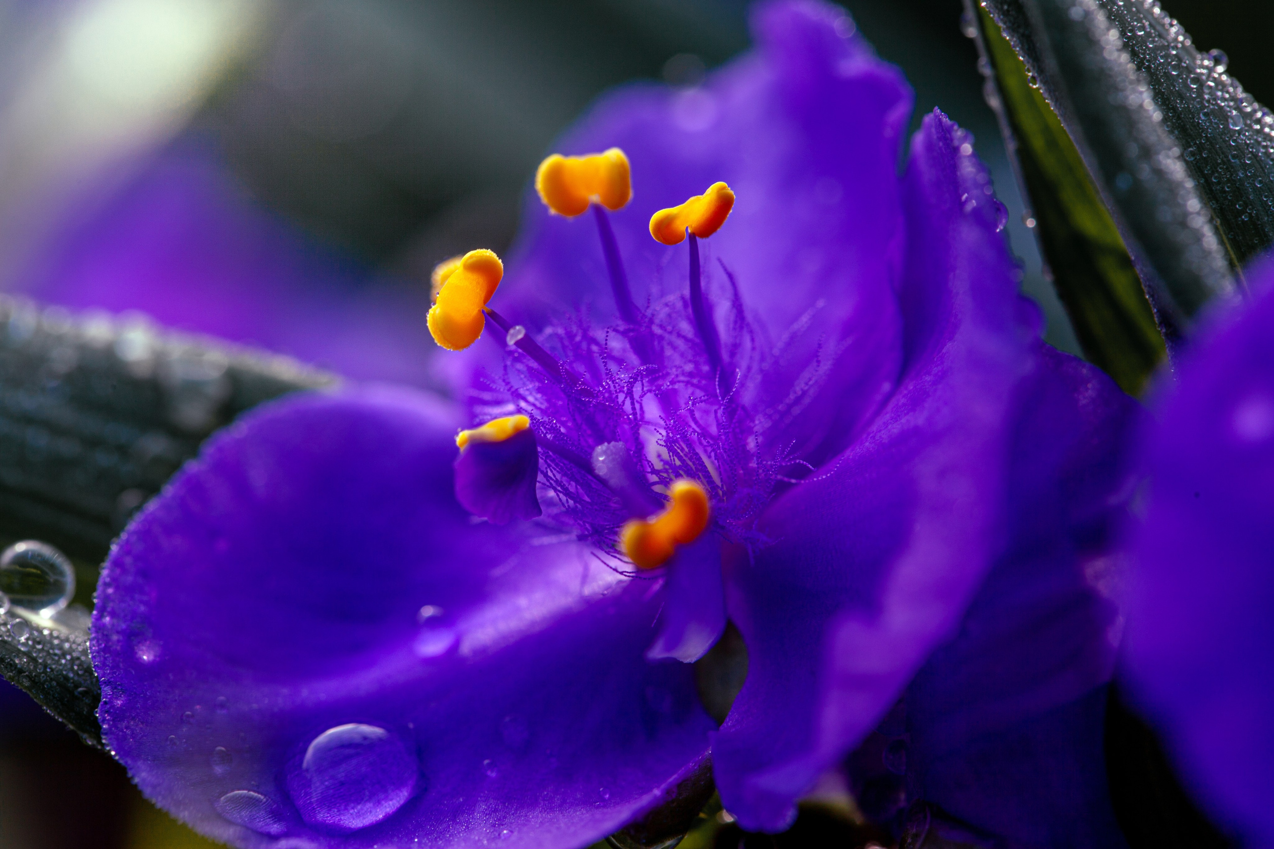 Фотограф макросъёмки вМинеральных Водах. Медиапродюсер, фотограф в Минеральных Водах —Виктор Холодов