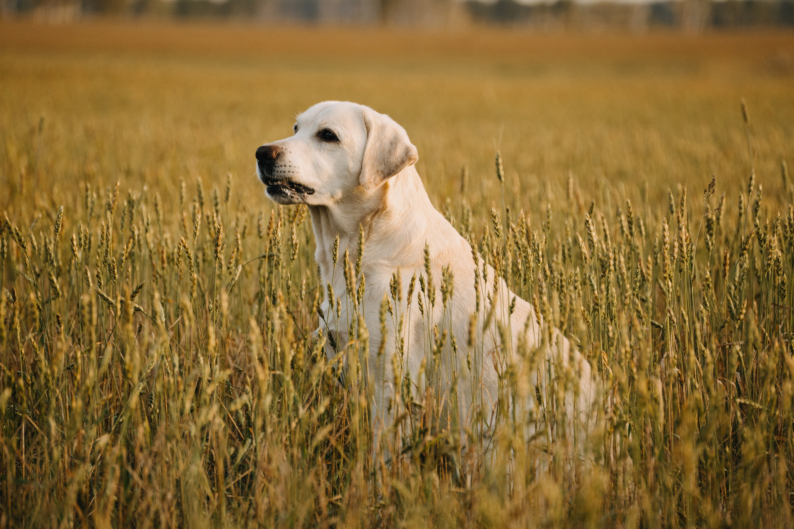 Дана и Арчи. Фотограф-анималист Анастасия Большакова