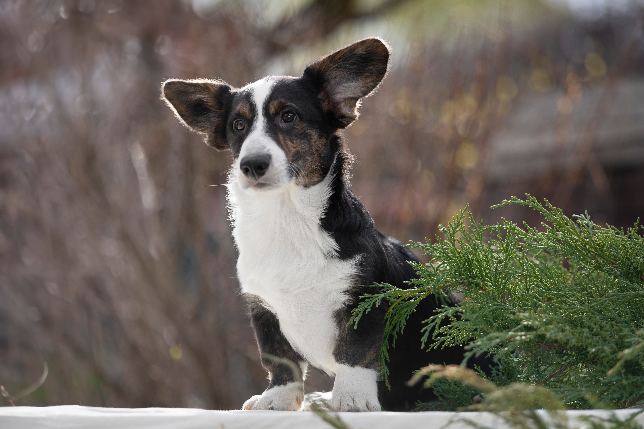 Вельш Корги Кардиган. Фотограф анималист, семейный фотограф, фотограф собак Комратова Мария. г. Москва