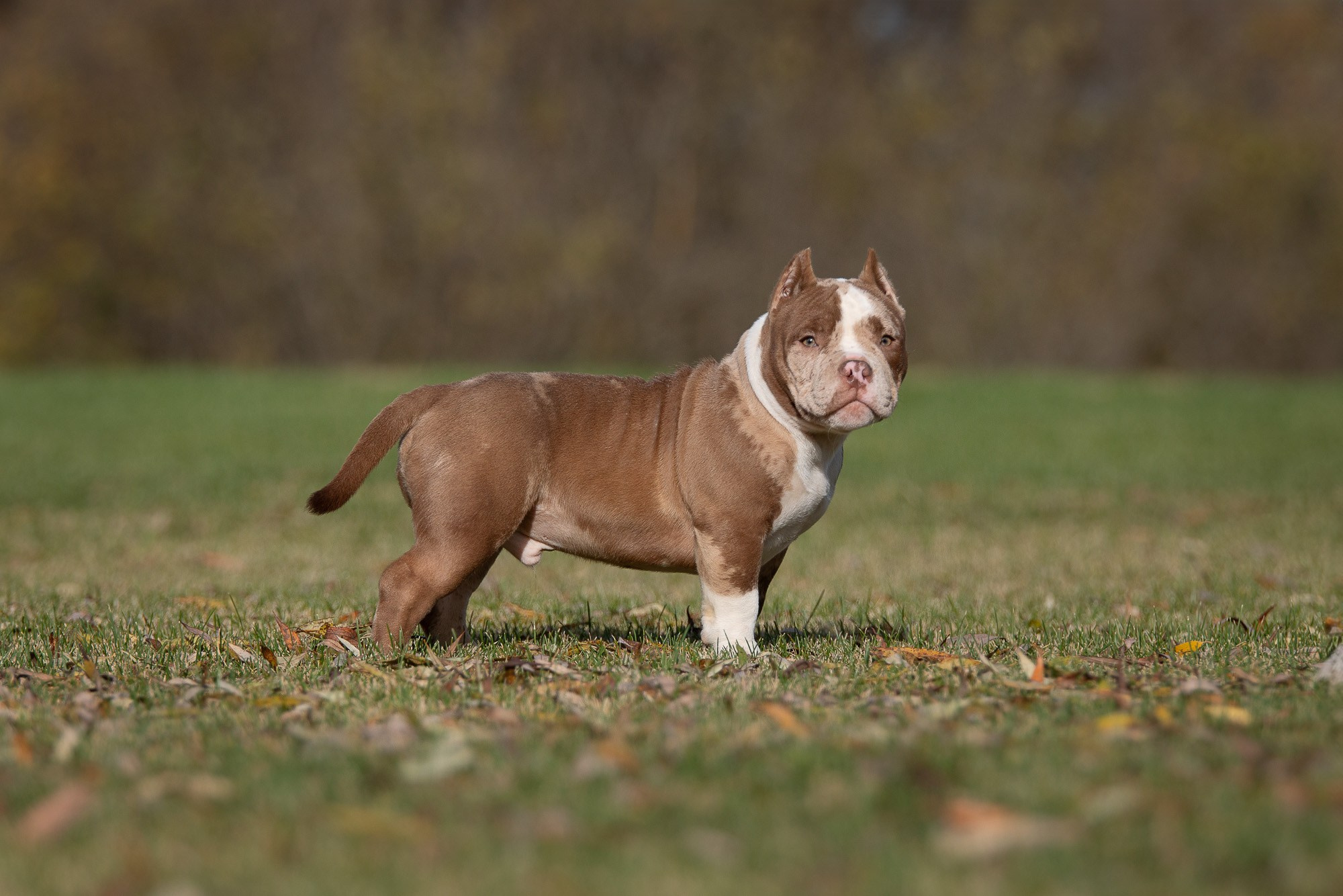 Американский Булли. Фотограф анималист, семейный фотограф, фотограф собак Комратова Мария. г. Москва