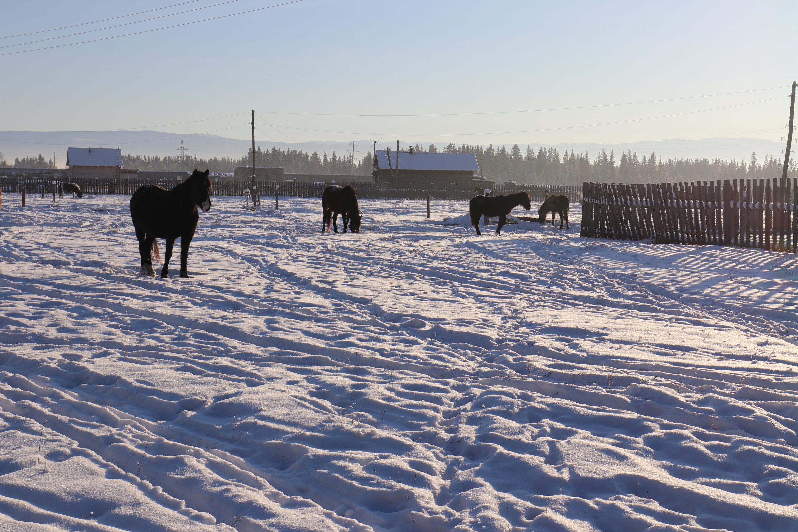 Аршан. Январь 2022. Путешественник-фотограф из Санкт-Петербурга Татьяна Свистулина