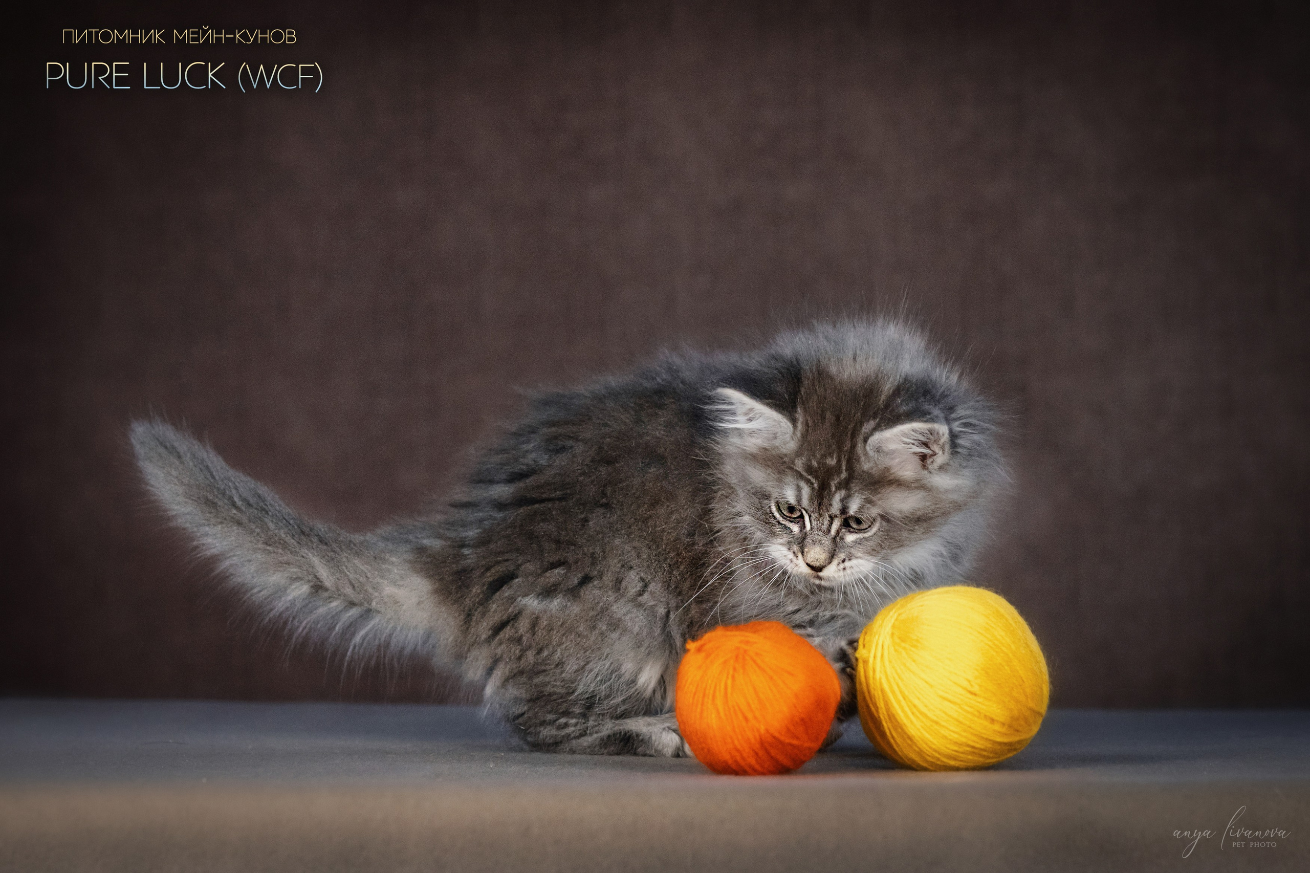 Мейнкуны. Фотограф анималист Аня Ливанова | Рыбинск