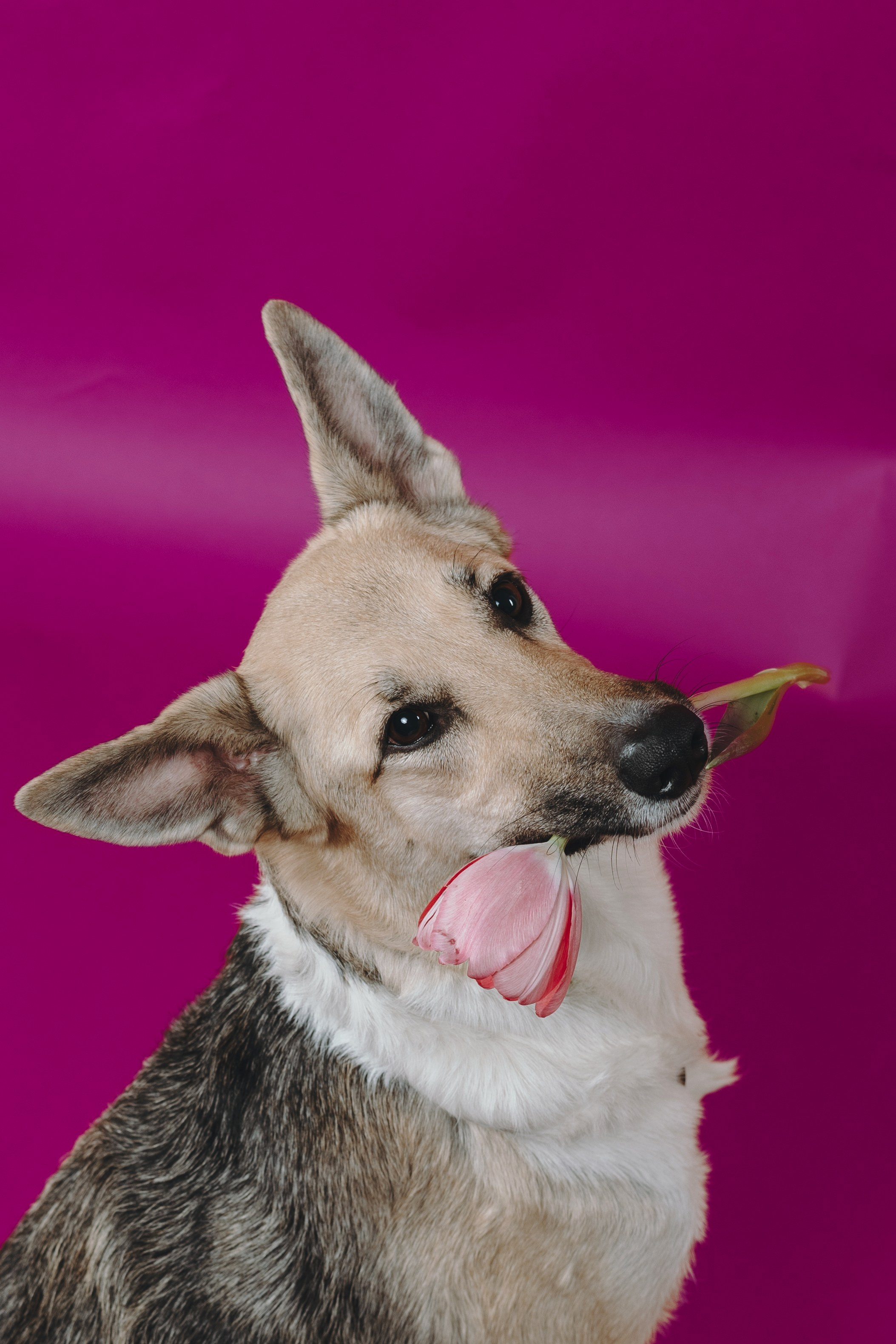 Анна и Бейлис. Фотограф — анималист Владивосток, Алина