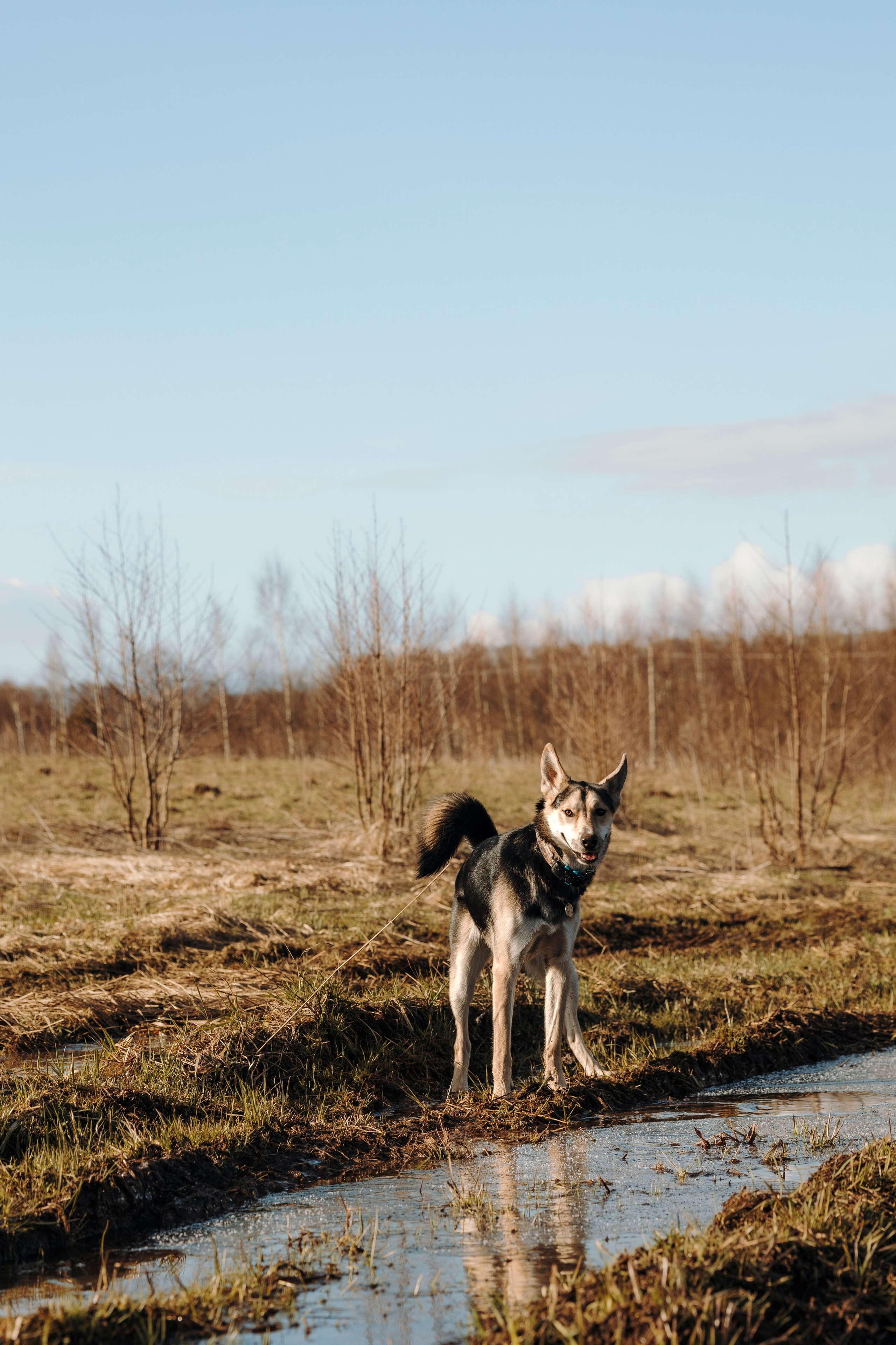 Смена в «DogCamp». Анастасия Белаш