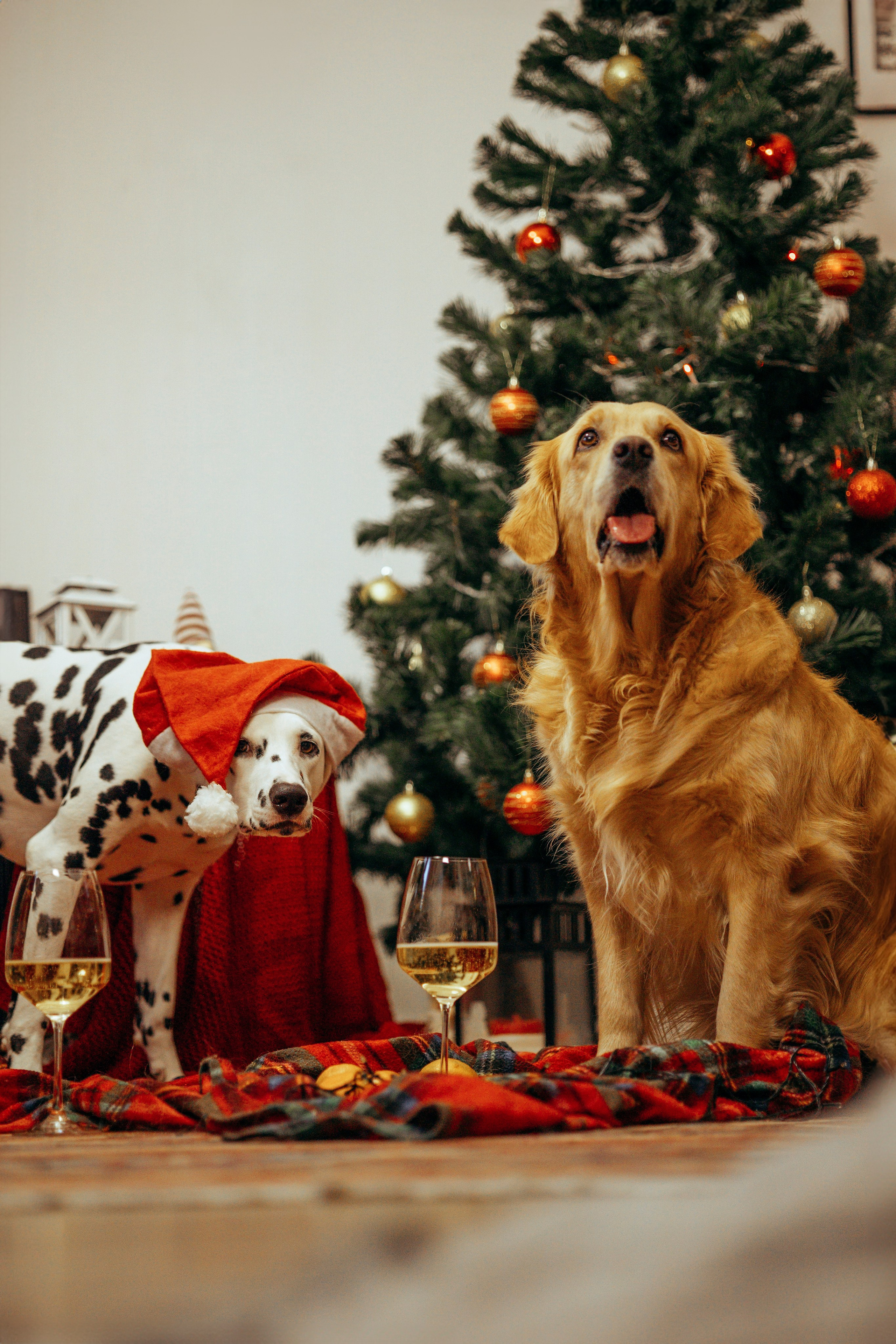 Новогодняя съемка с собакой. Анастасия Белаш