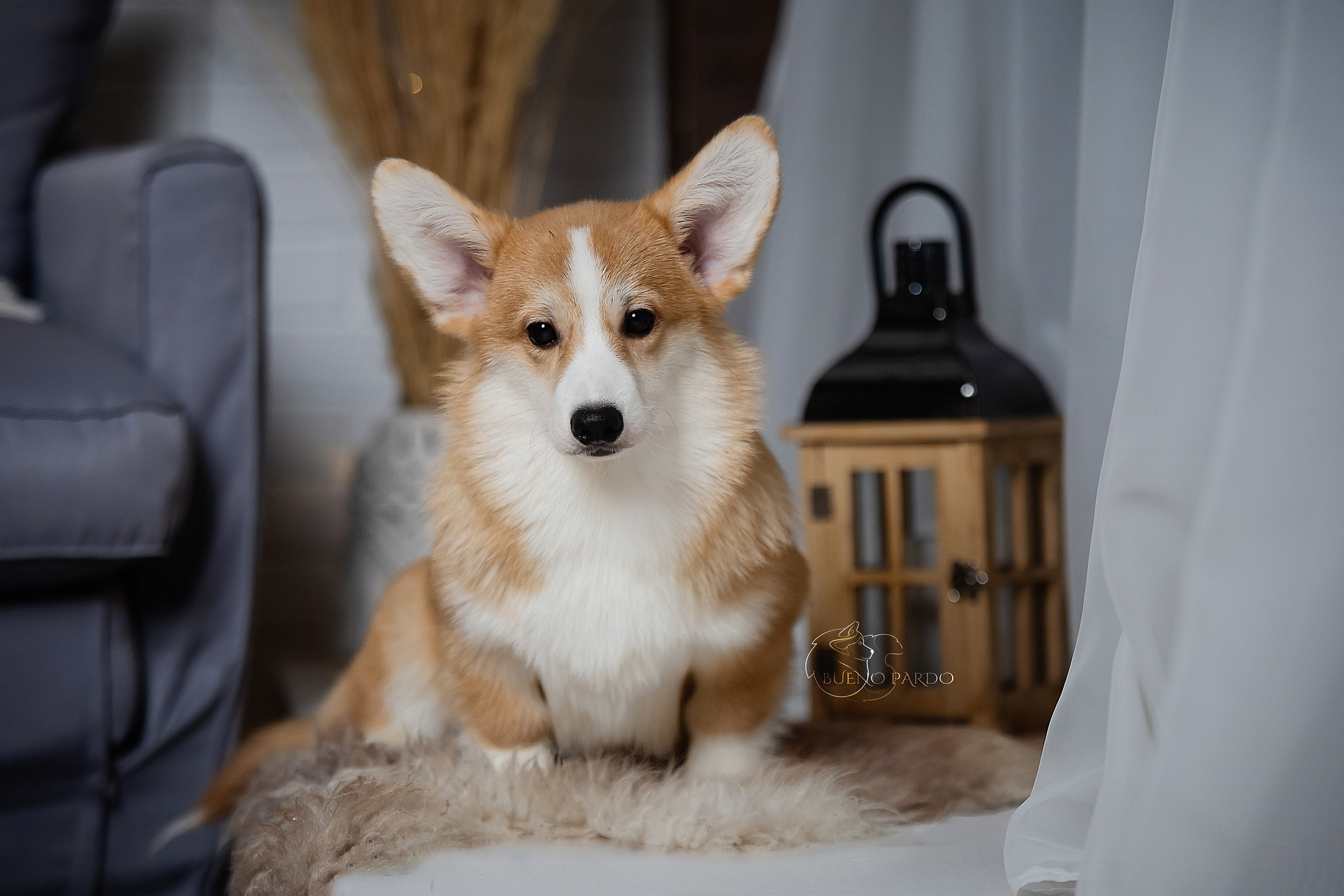 А — Кола и Цесей. Kawaii Kuma питомник собак пород Корги пемброк, Акита ину, Сиба