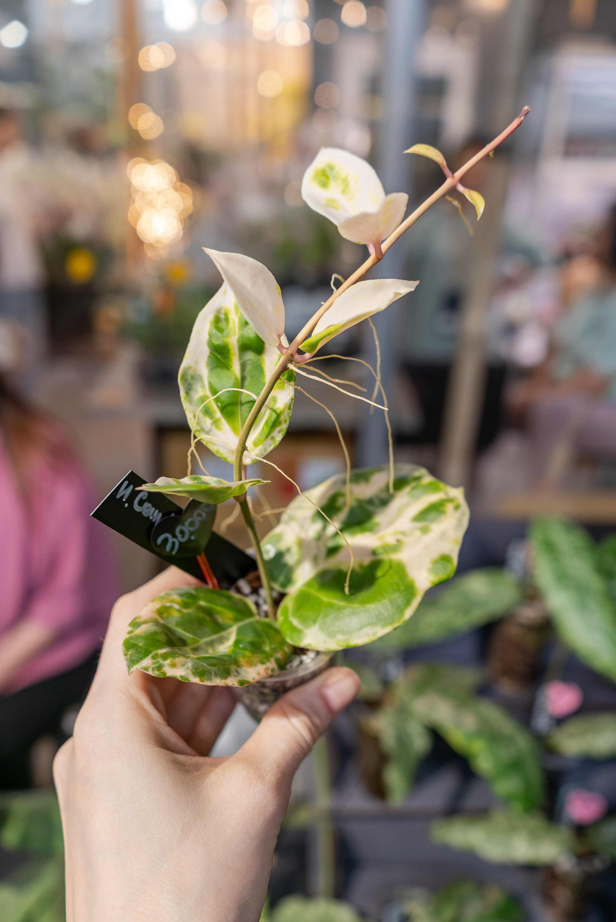 Greenrare июль. Александра Куликова фотограф, Москва