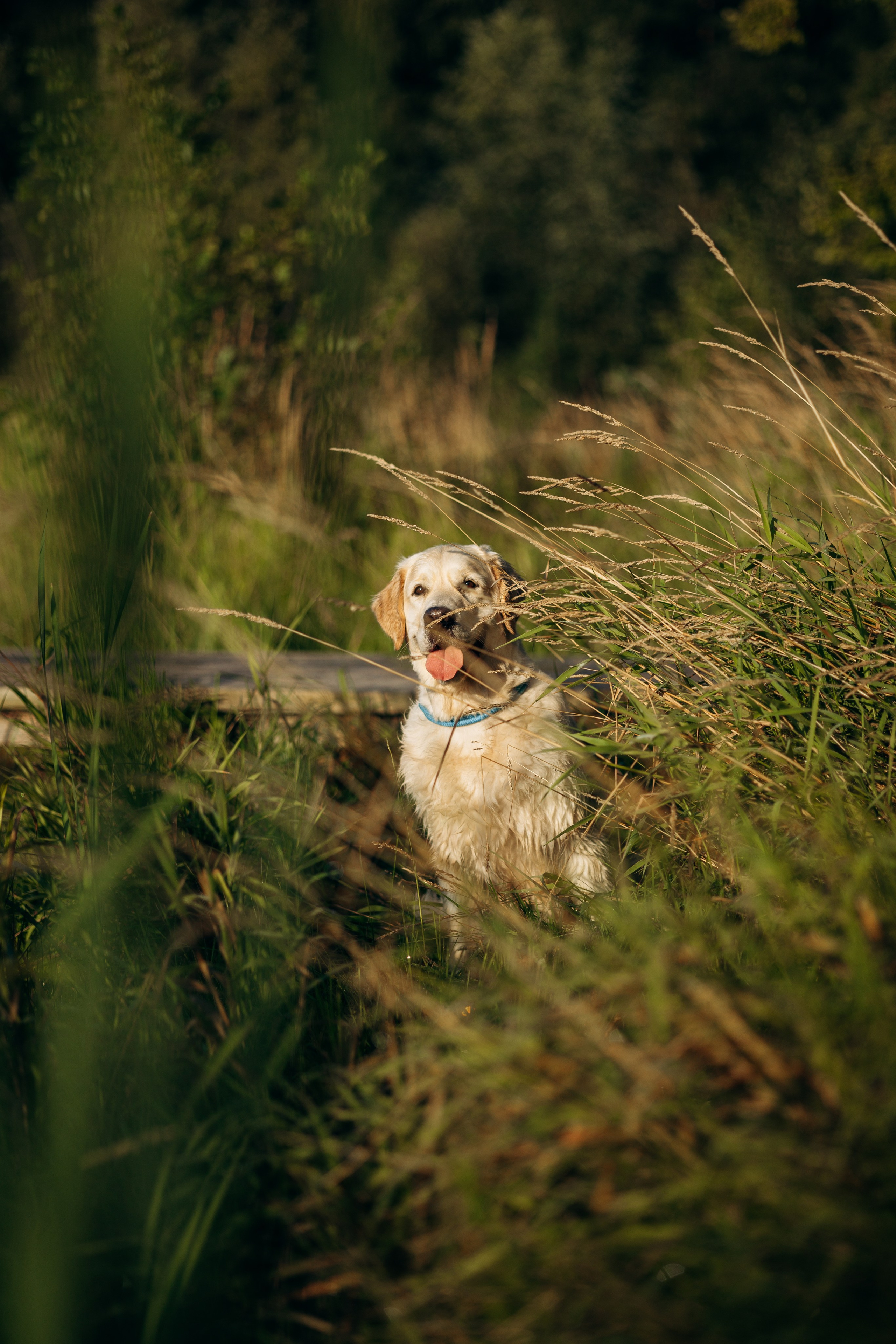 Ирина и ее золотинки. Фотограф — Анималист | Санкт-Петербург