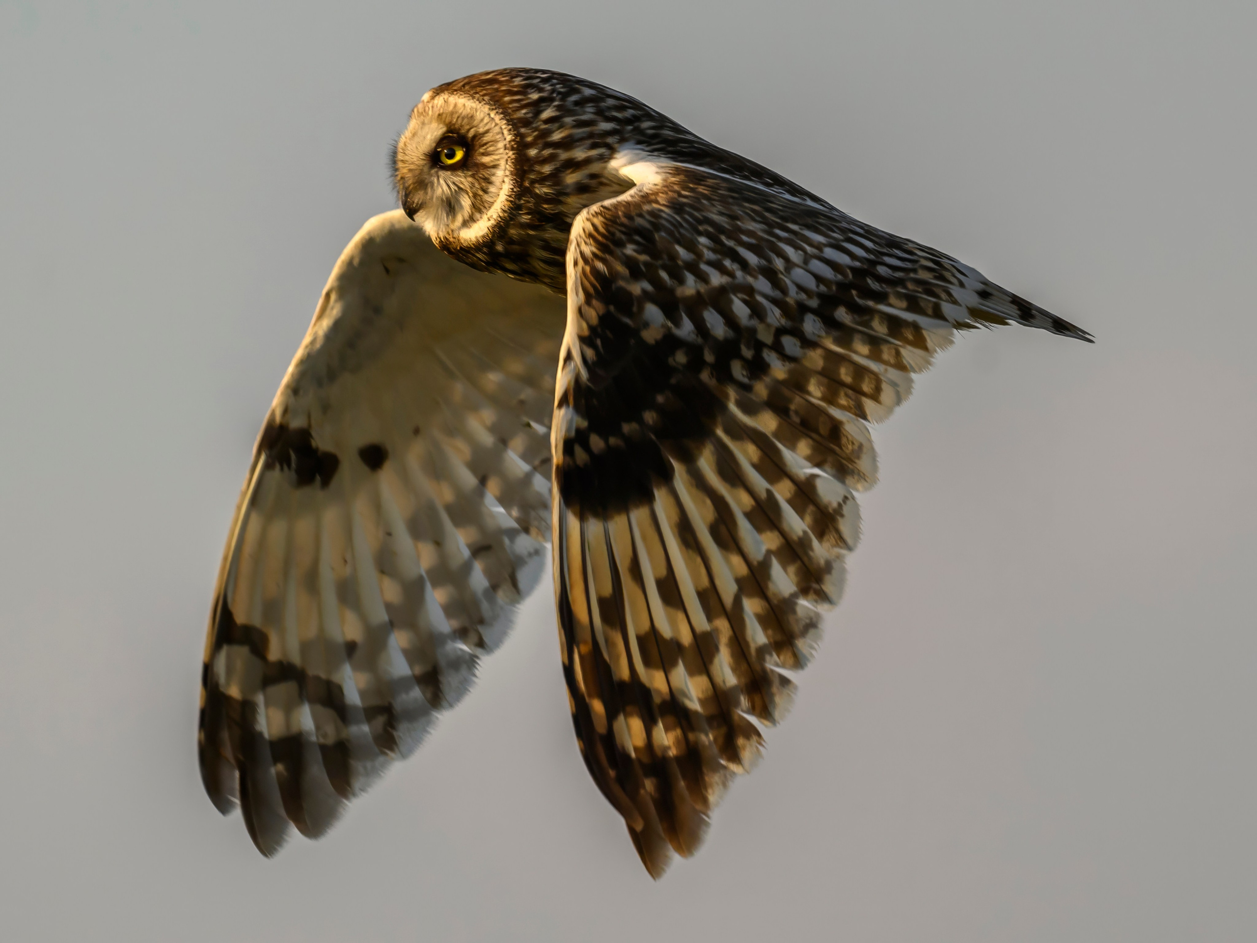 Совы на рассвете. Фотограф Сергей Пупонин