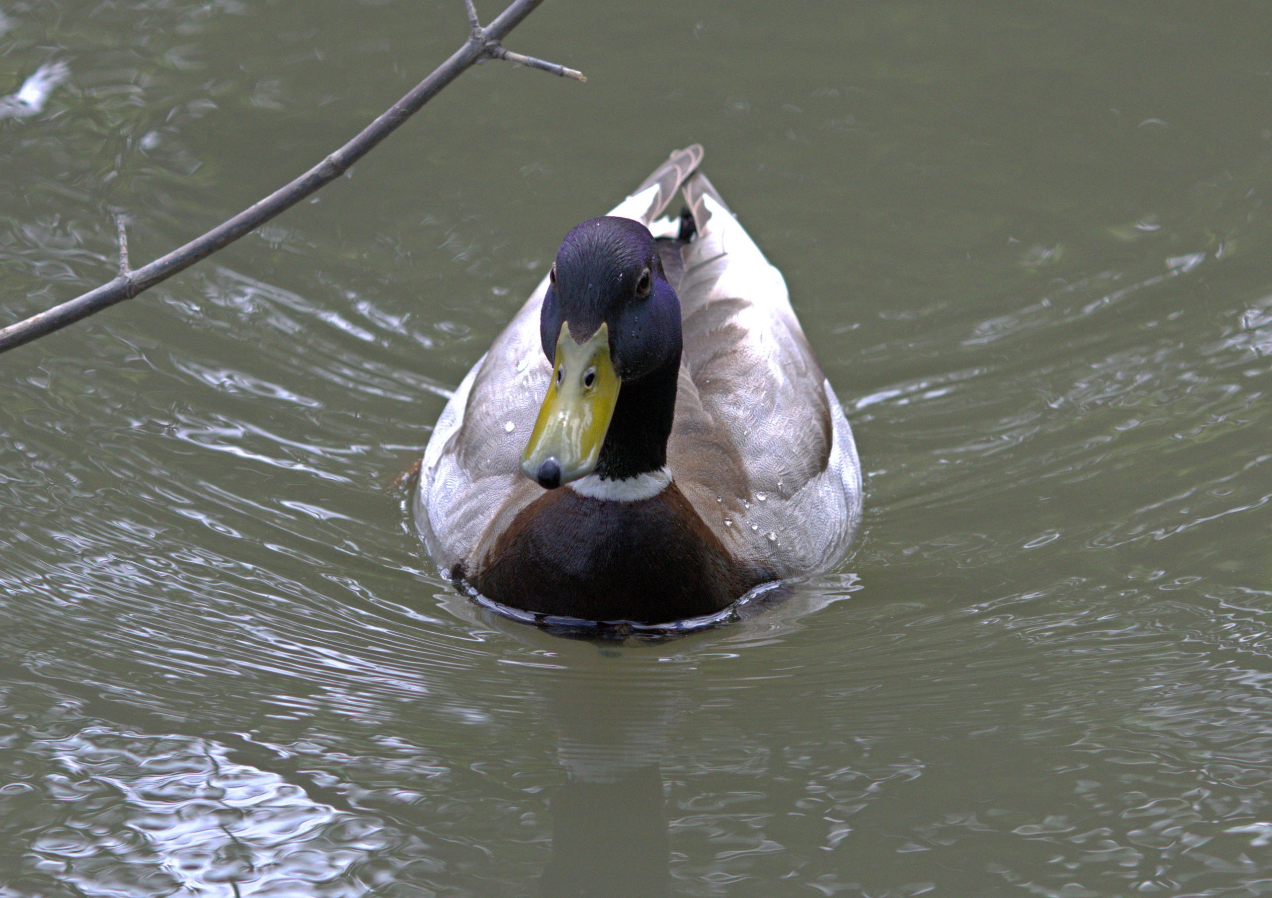Птицы и животные южного региона. Фото-художник и Репортажный фотограф Николаев Александр Алексеевич
