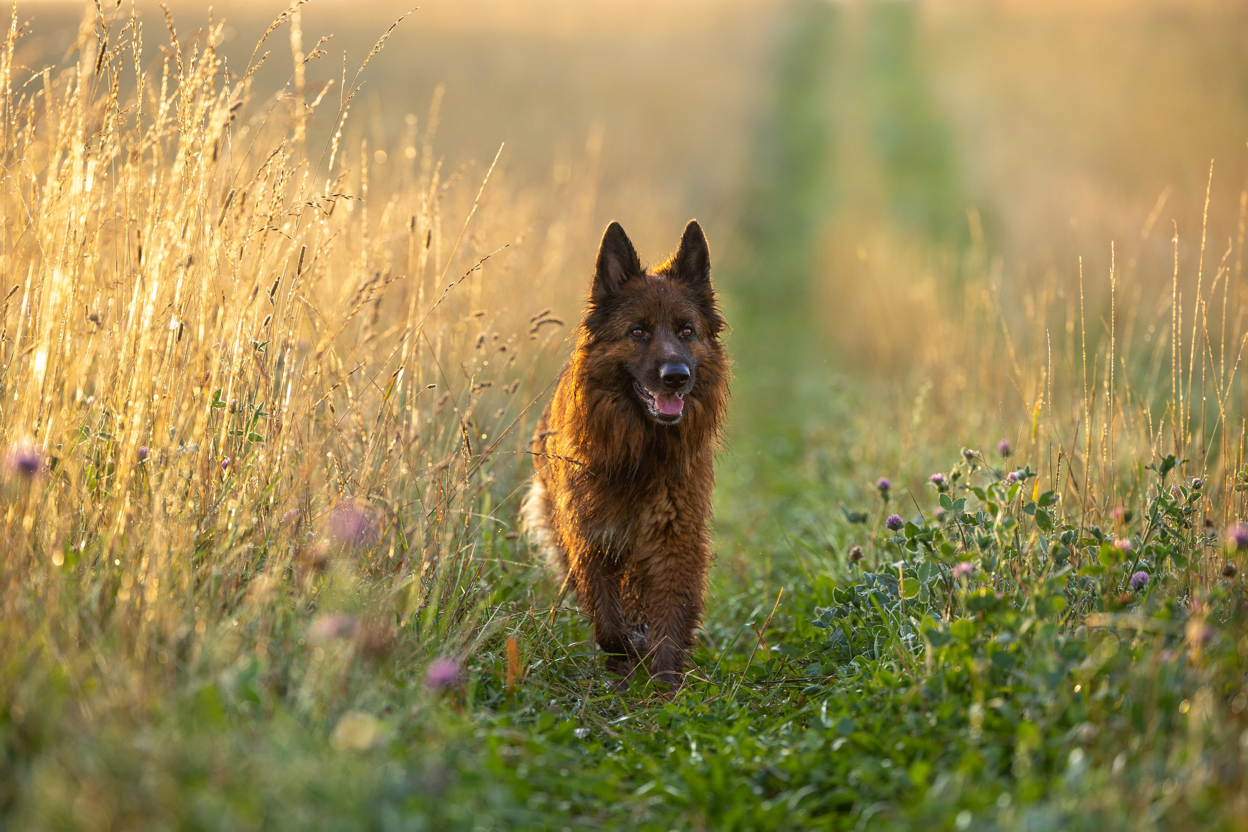 Немецкие овчарки Кетчер и Роскошь. Фотограф-анималист Natalia Deingel | Фотосъемка собак в Москве