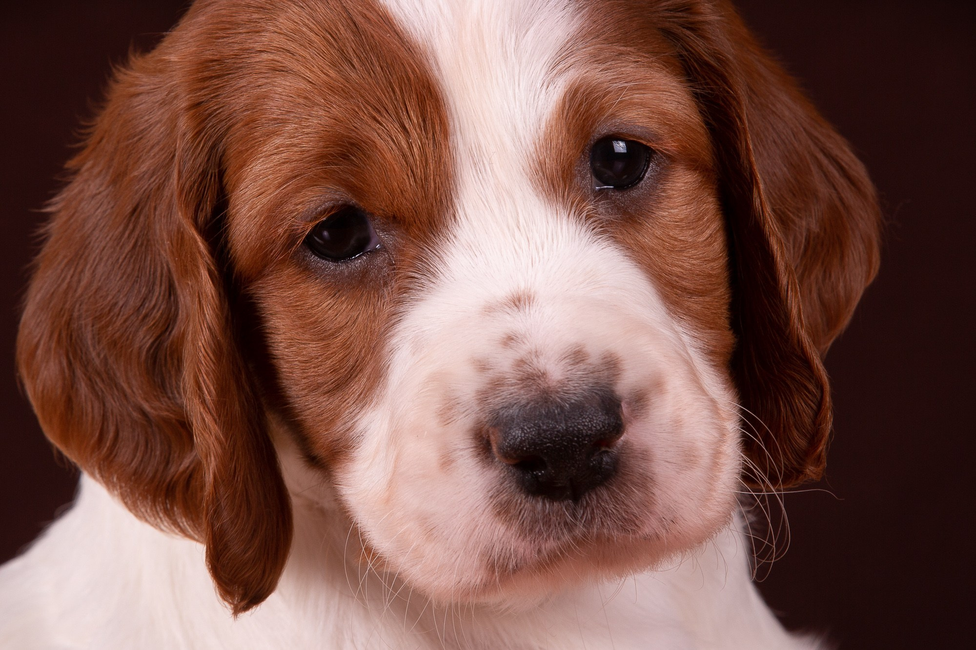 Фотосъёмки щенков. Фотограф-анималист Natalia Deingel | Фотосъемка собак в Москве