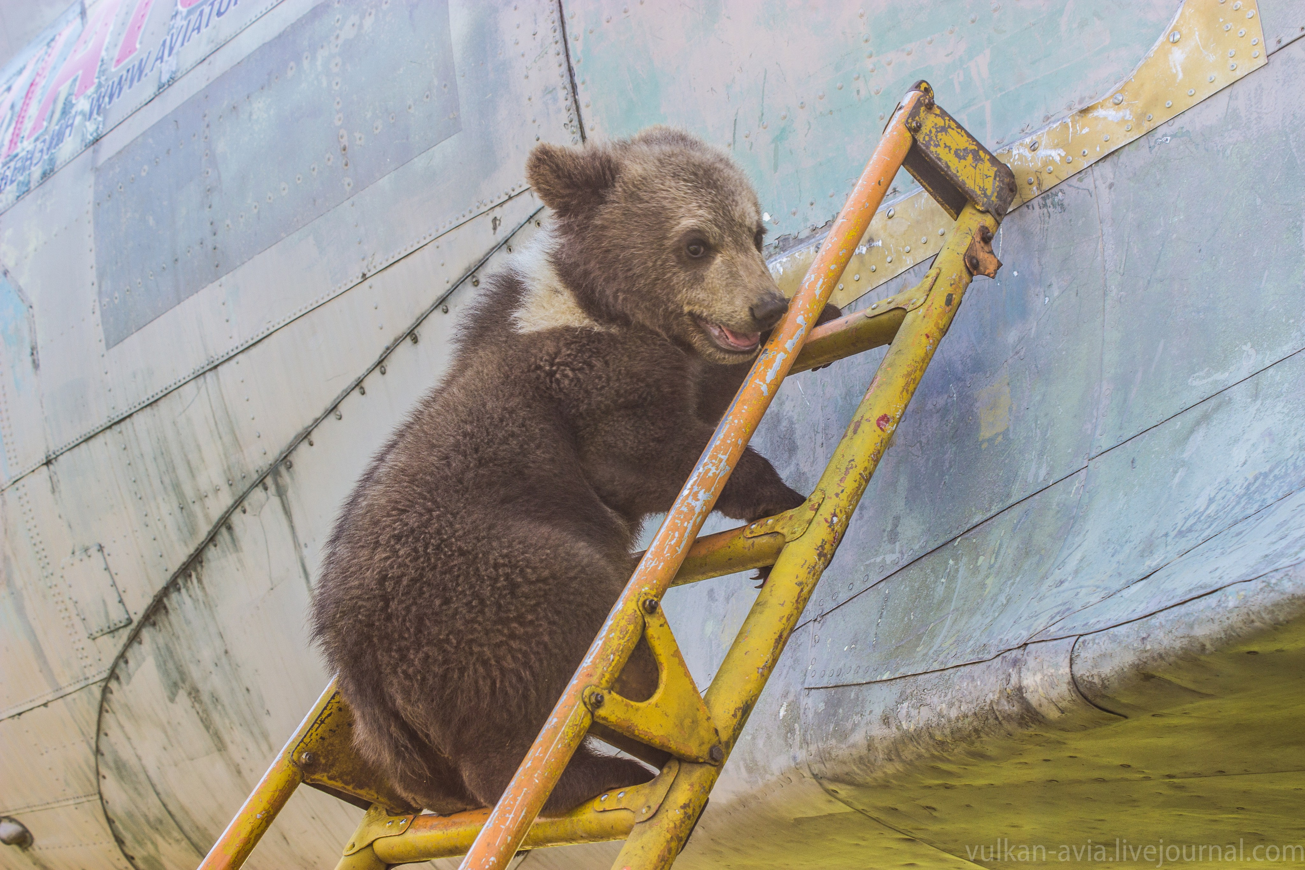 Медведь Мансур. Фотоальбом показывающий увлекательный мир авиации и мир медведей Андрея Иванова