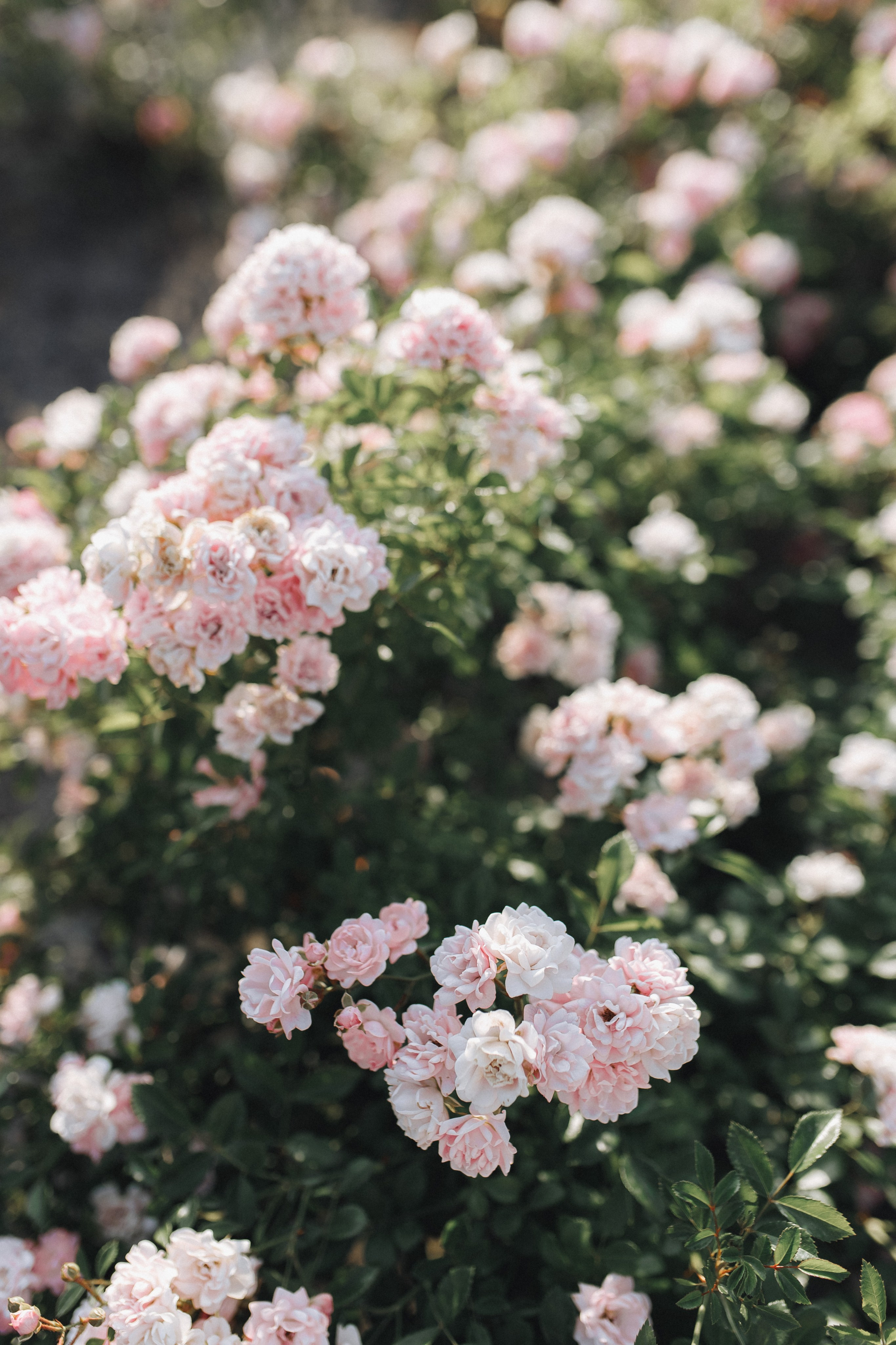 Susanna & Grigoriy. Свадебный фотограф в Севастополе и Крыму| Tanya Sher