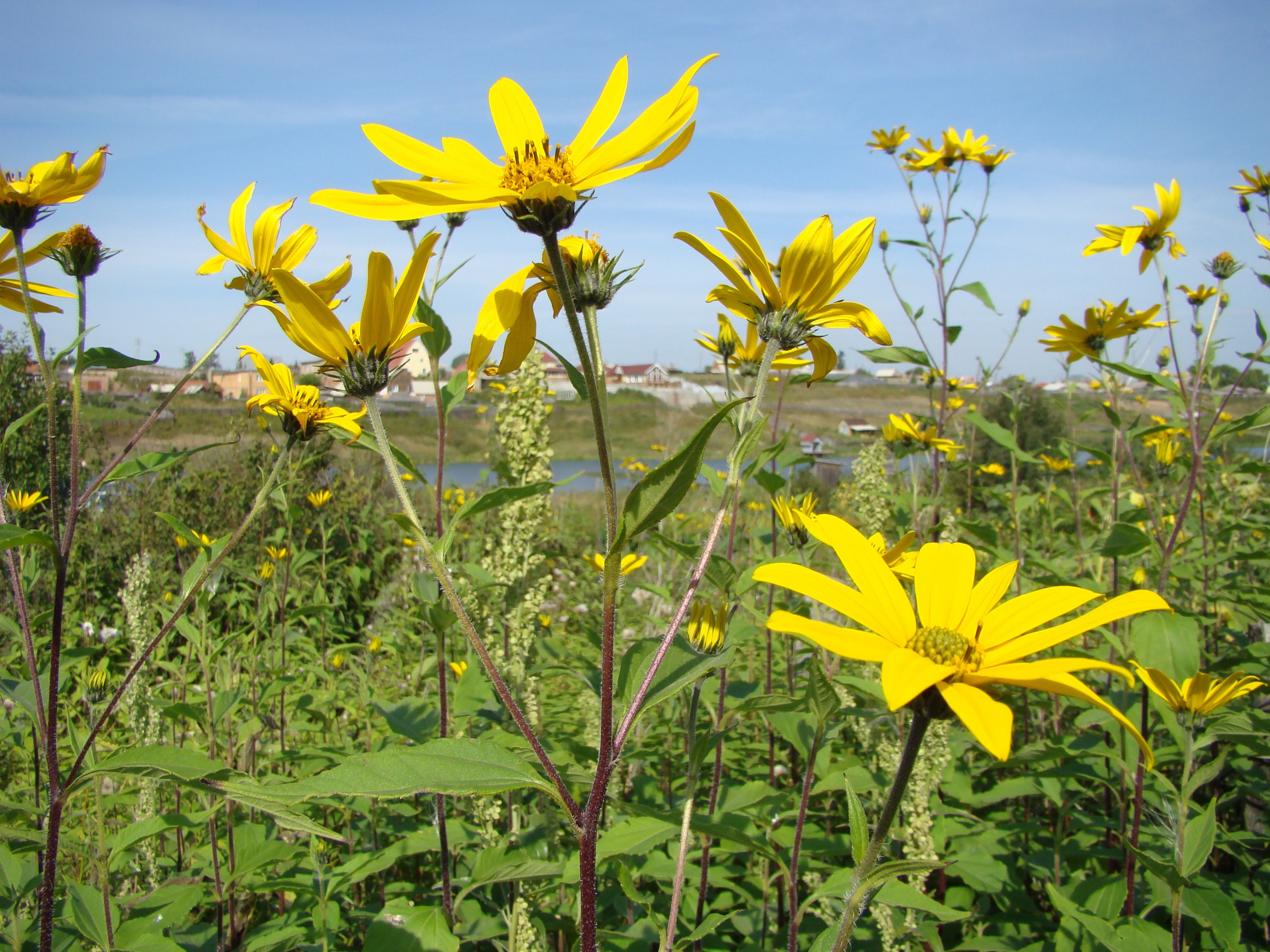 Дача 30.08.2008. Семейный, Свадебный фотограф СПБ Питер— Романова Екатерина