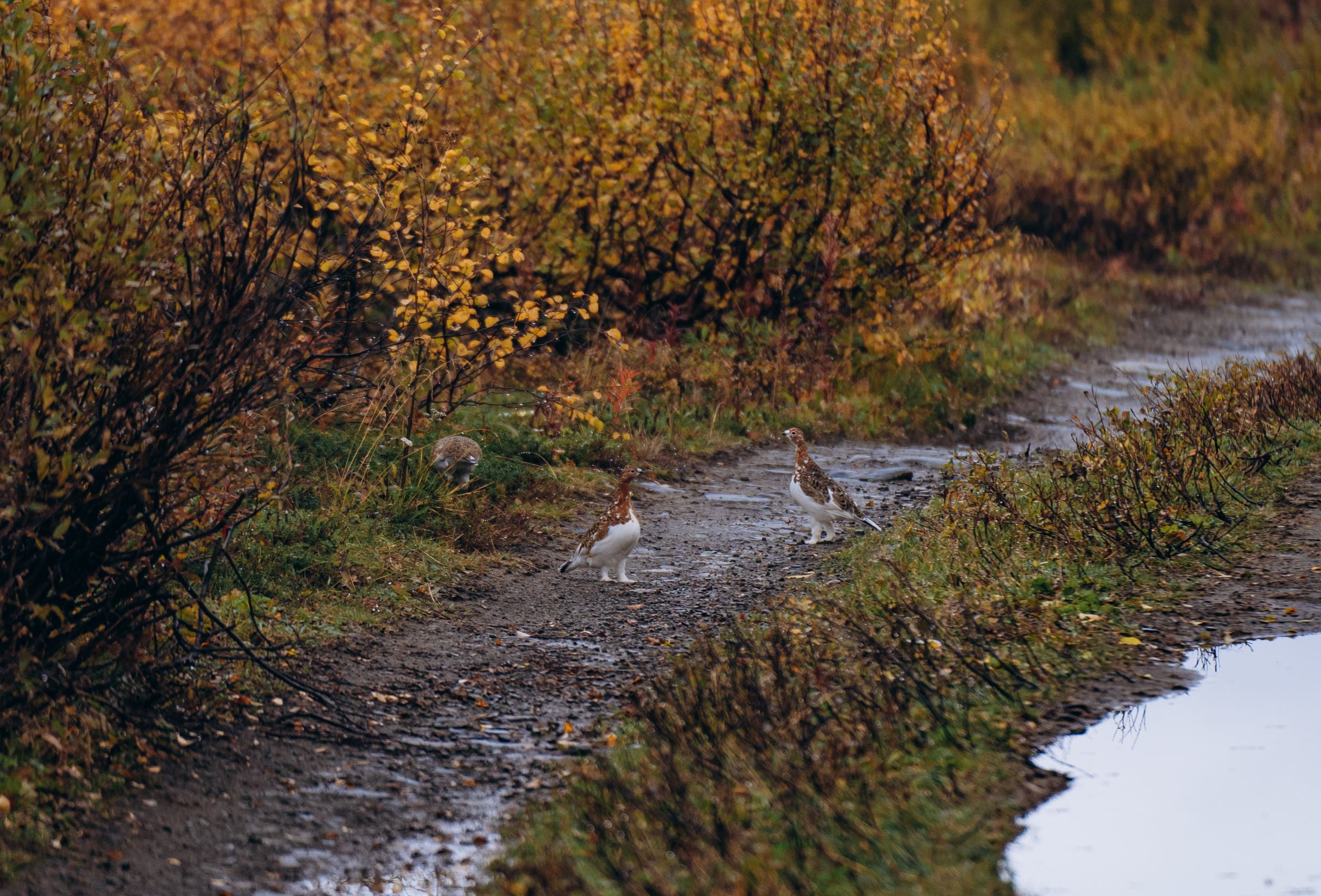 СЕВЕР. Event фотограф Степанова Александра