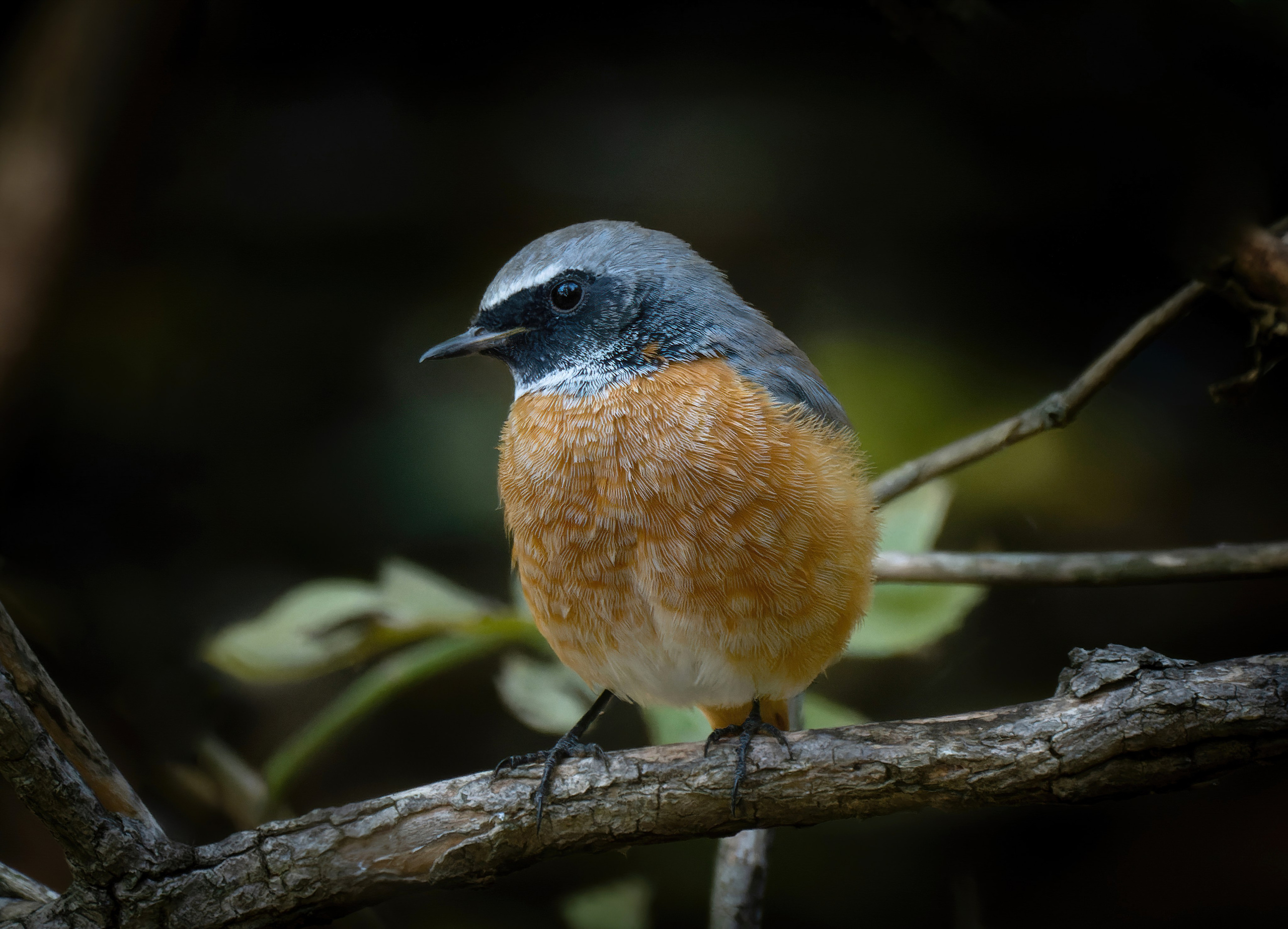 Птицы и животные. Oles Paritskiy