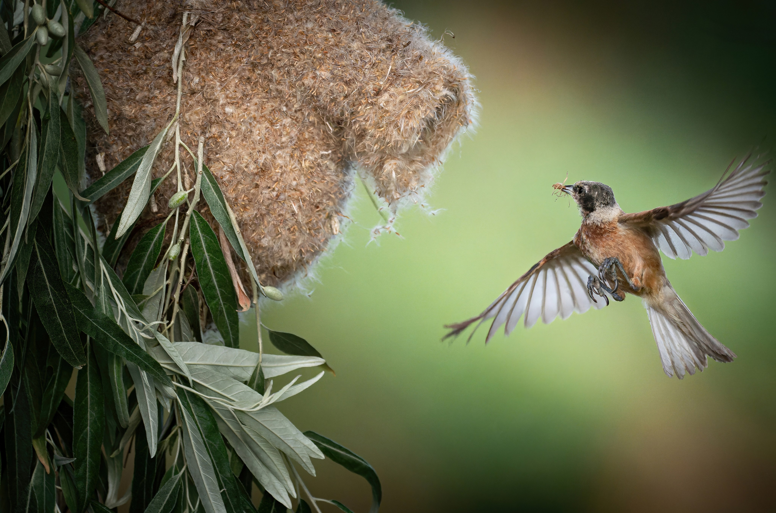 Птицы и животные. Oles Paritskiy