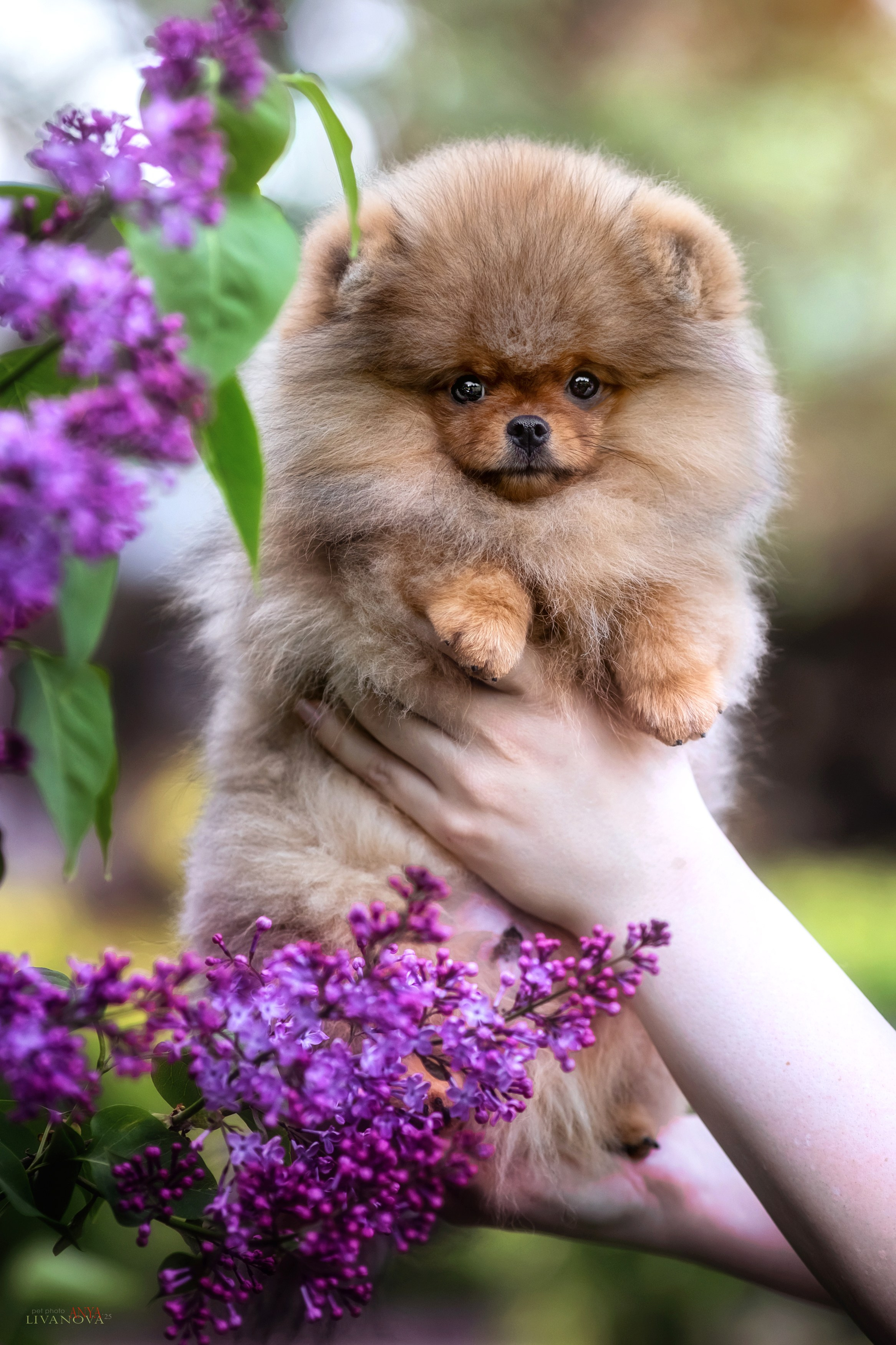 Шпицы. Фотограф анималист Аня Ливанова | Рыбинск