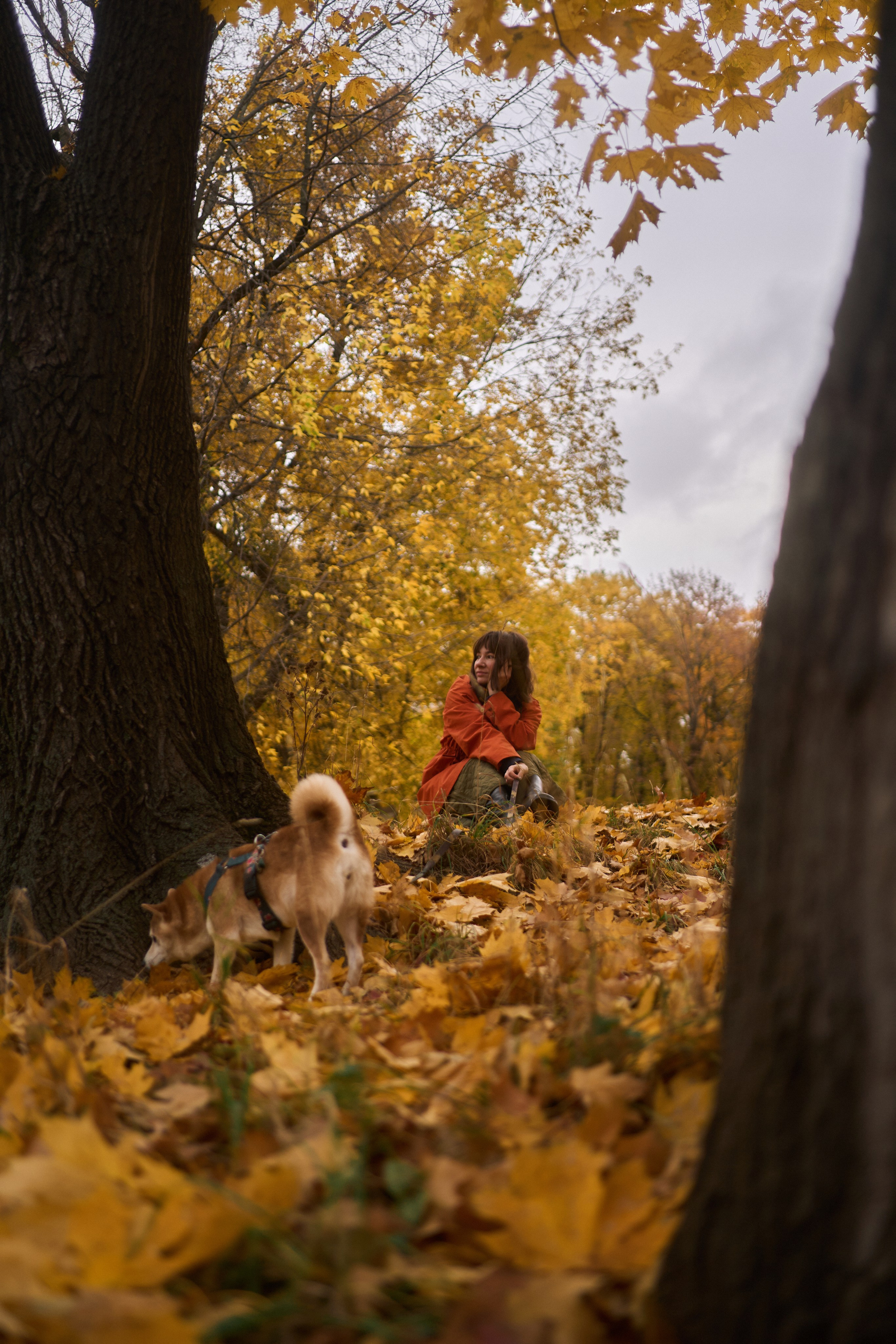 Осенние Уши. Фотограф анималист Москва Дарья