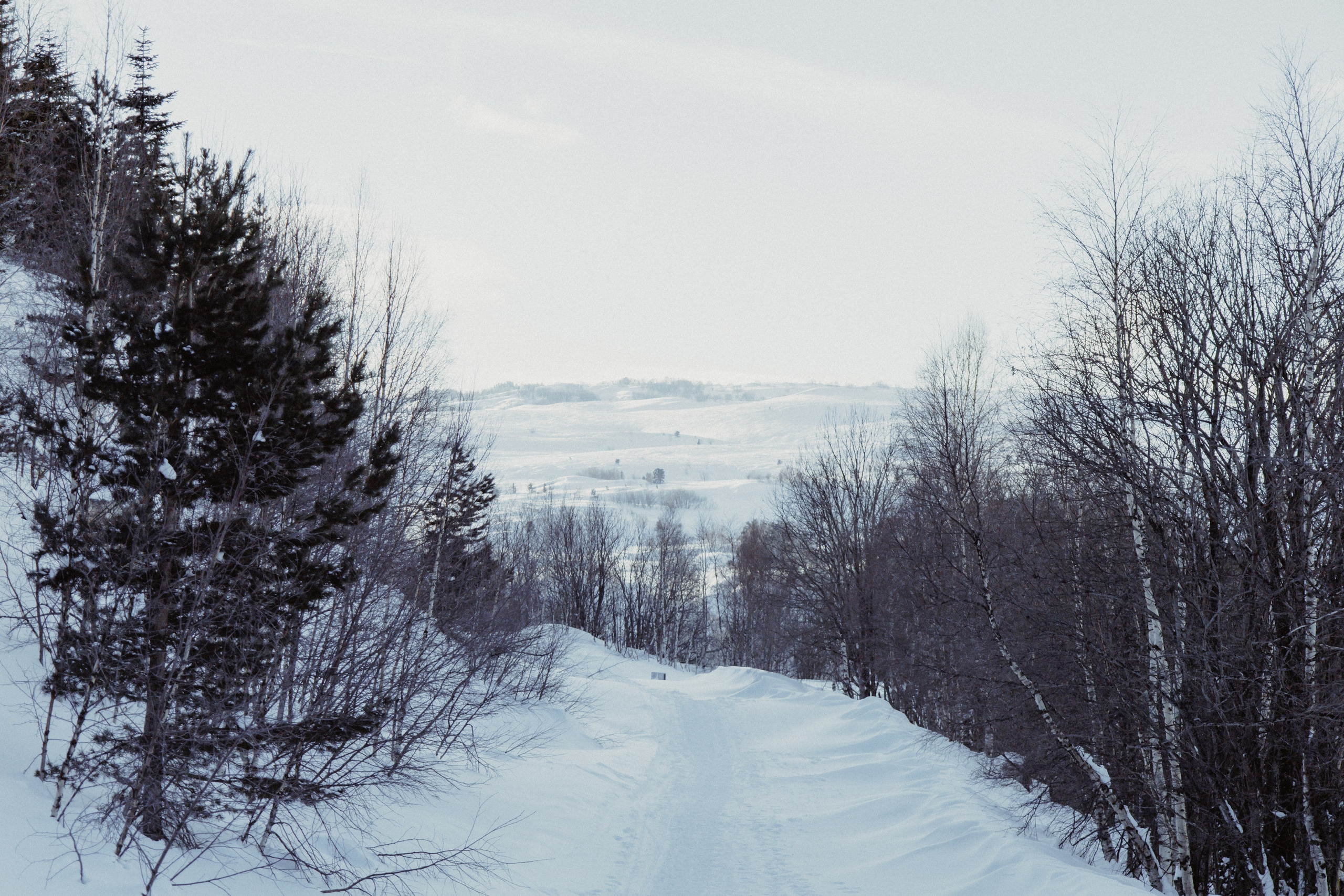Адыгея. Лаго-Наки 27.01.24. Фотограф katya_vkadre Таганрог