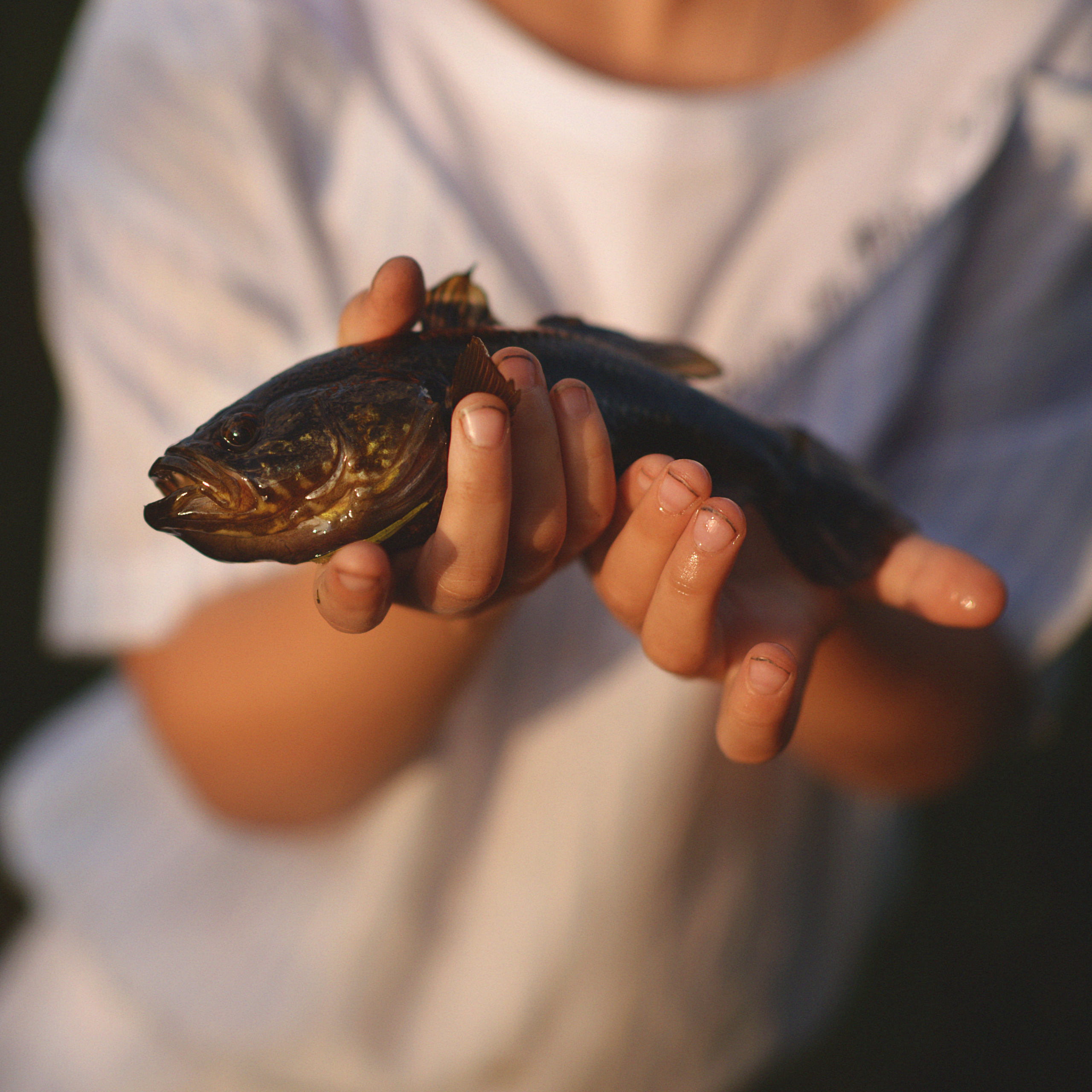 Озеро в Островцах. Фотограф Альбина Вакунова