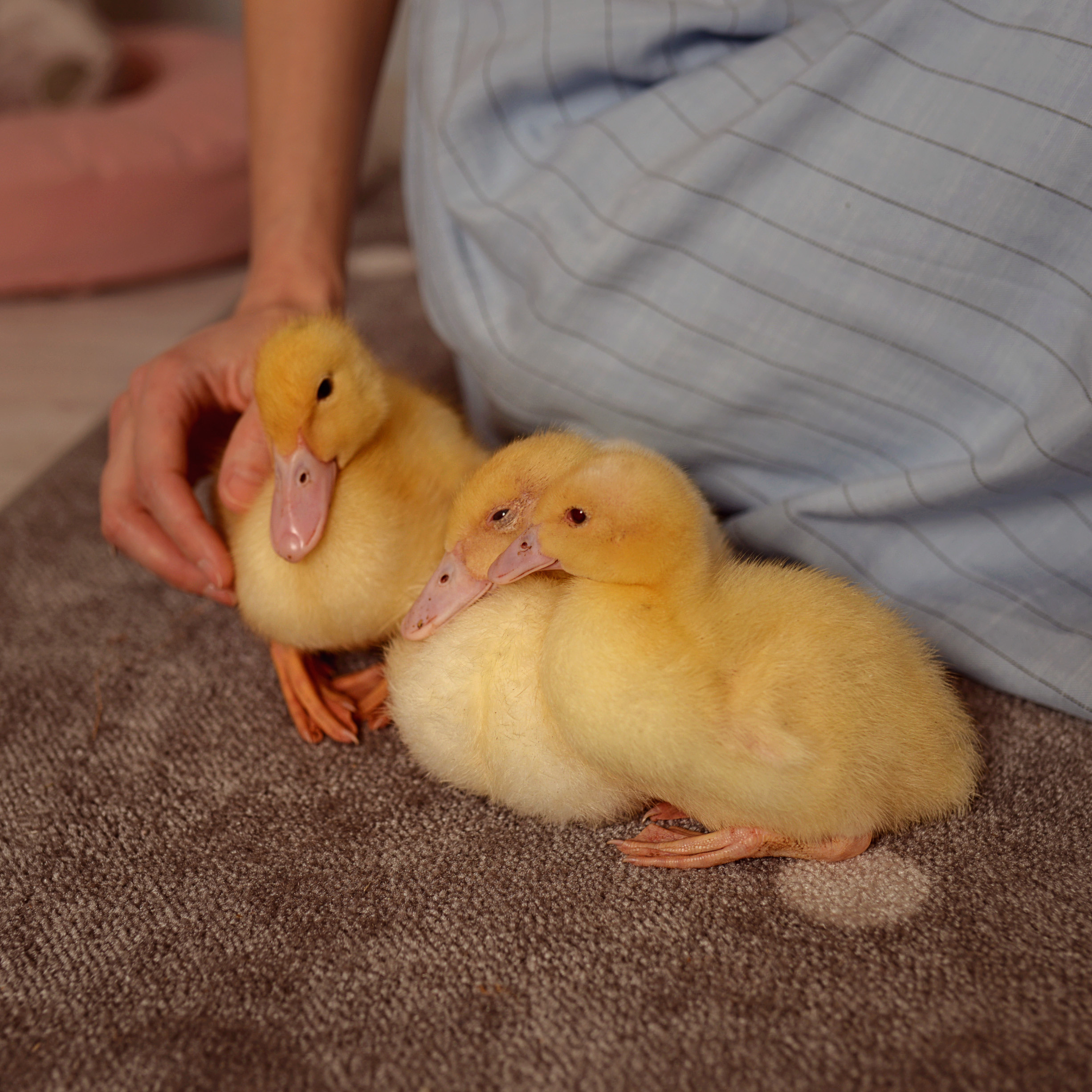 Пасхальная съемка. Фотограф Альбина Вакунова