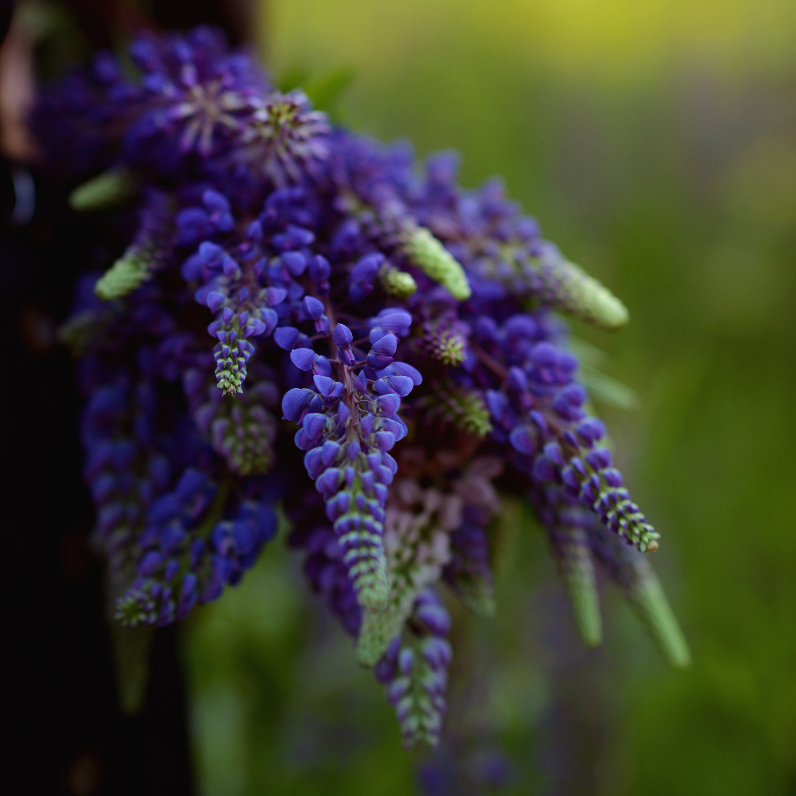 Ксения и люпины. Фотограф Альбина Вакунова