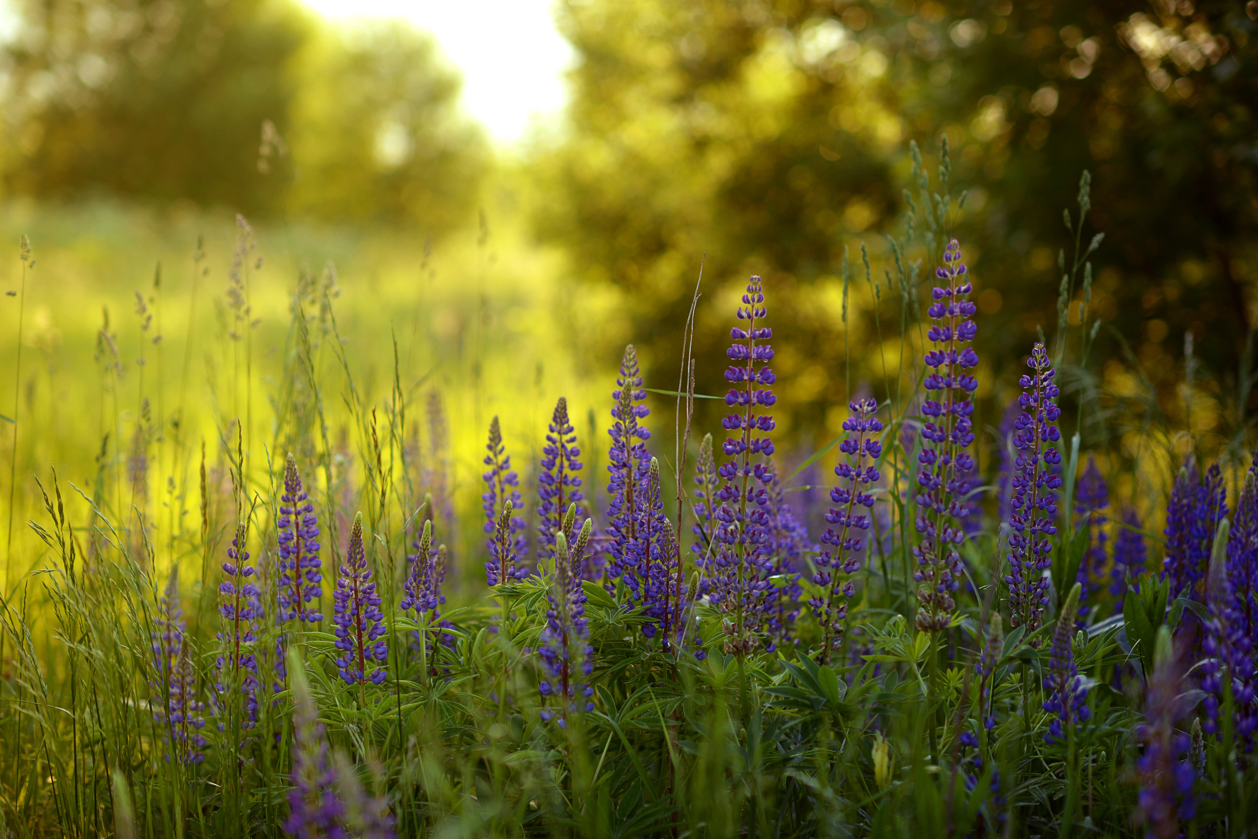 Ксения и люпины. Фотограф Альбина Вакунова