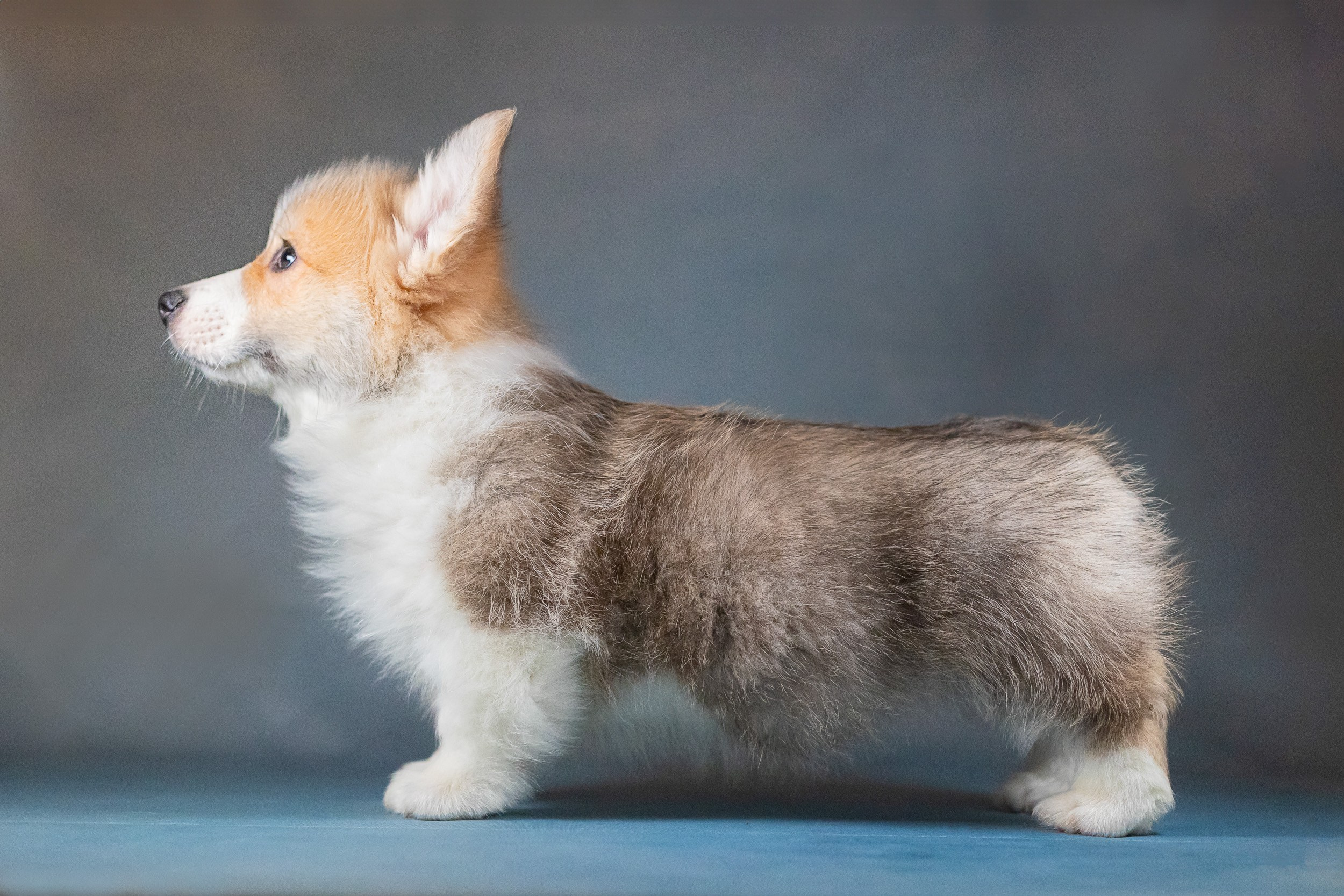 Вельш Корги Пемброк. Фотограф анималист, семейный фотограф, фотограф собак Комратова Мария. г. Москва