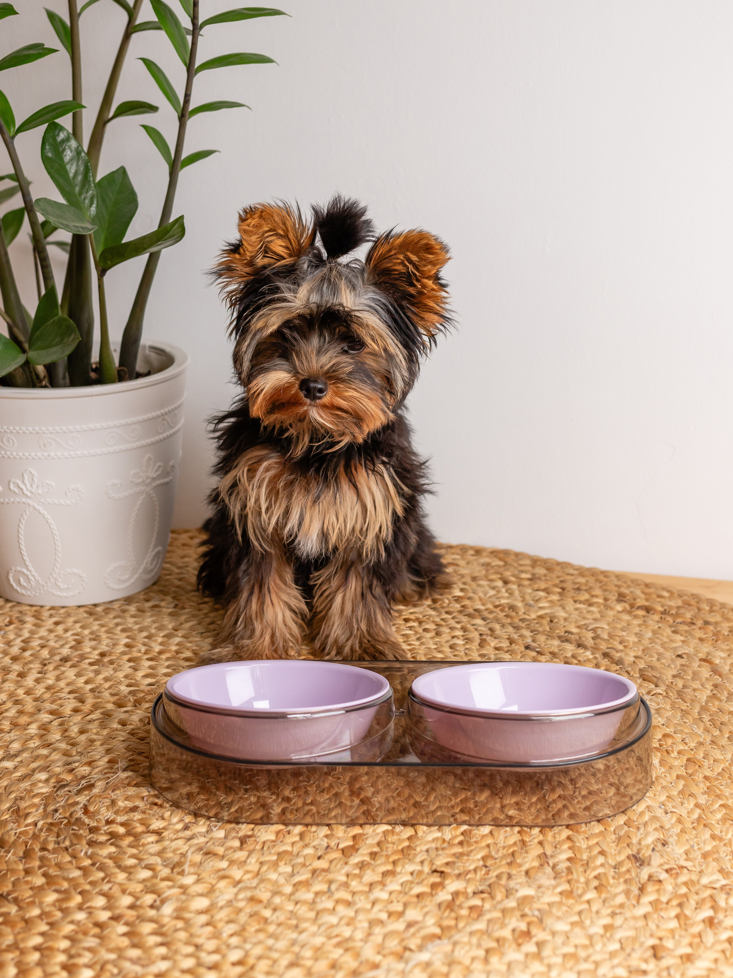 Миска для собаки. Фотограф в Краснодаре Арина Кудряшова
