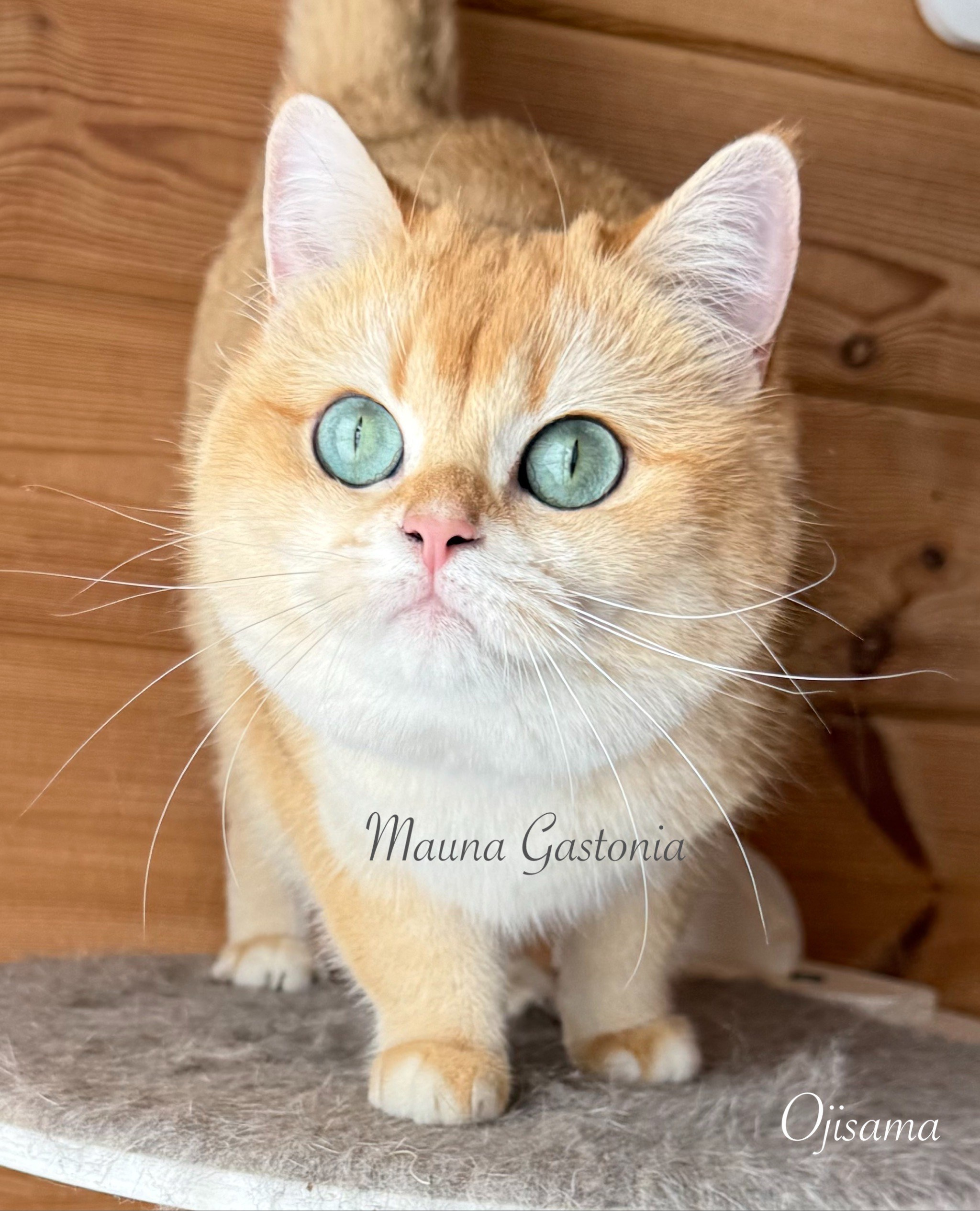 Ojisama. Mauna Gastonia