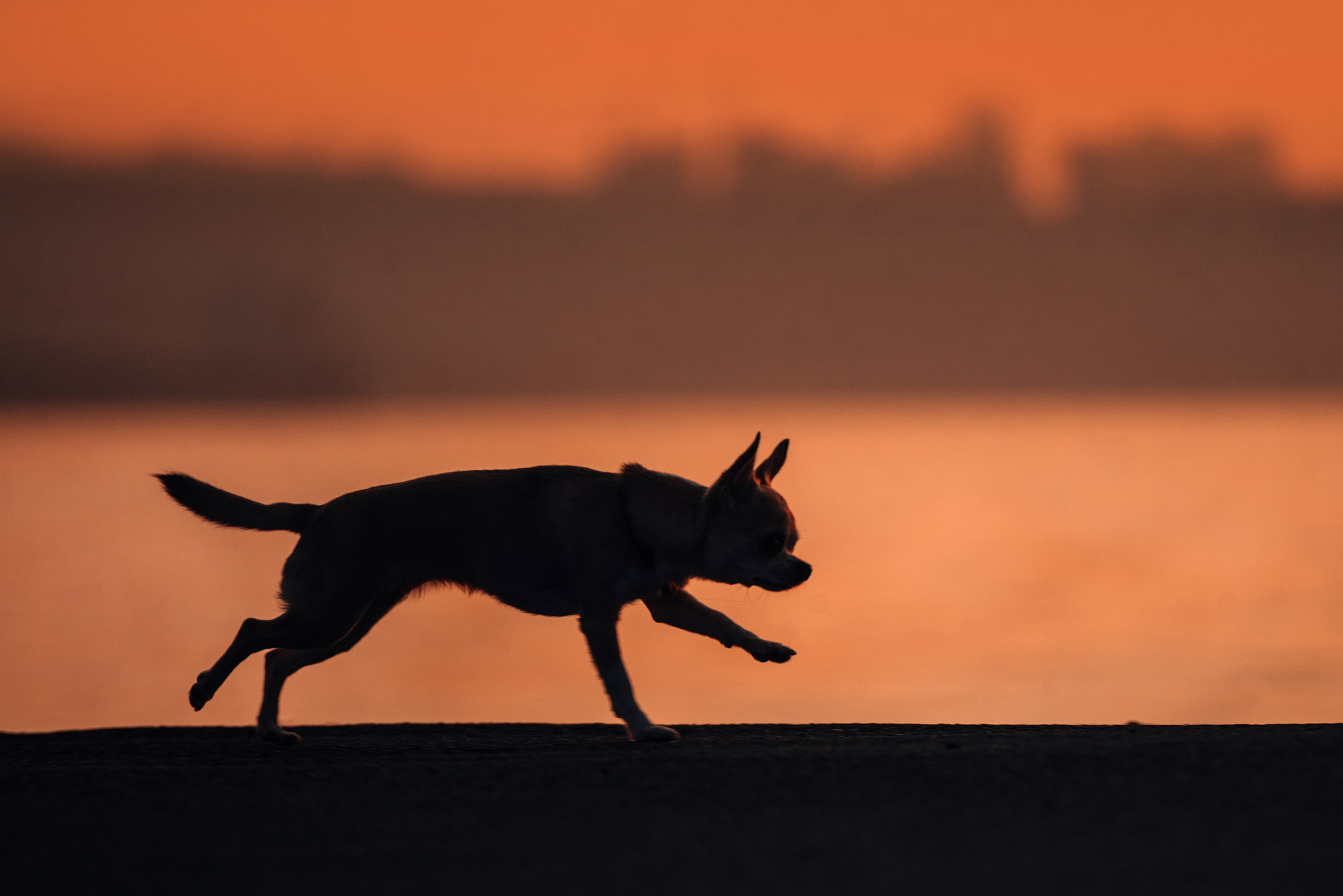 Прогулка: чихуахуа Хенни и Алина во Владивостоке. Портфолио