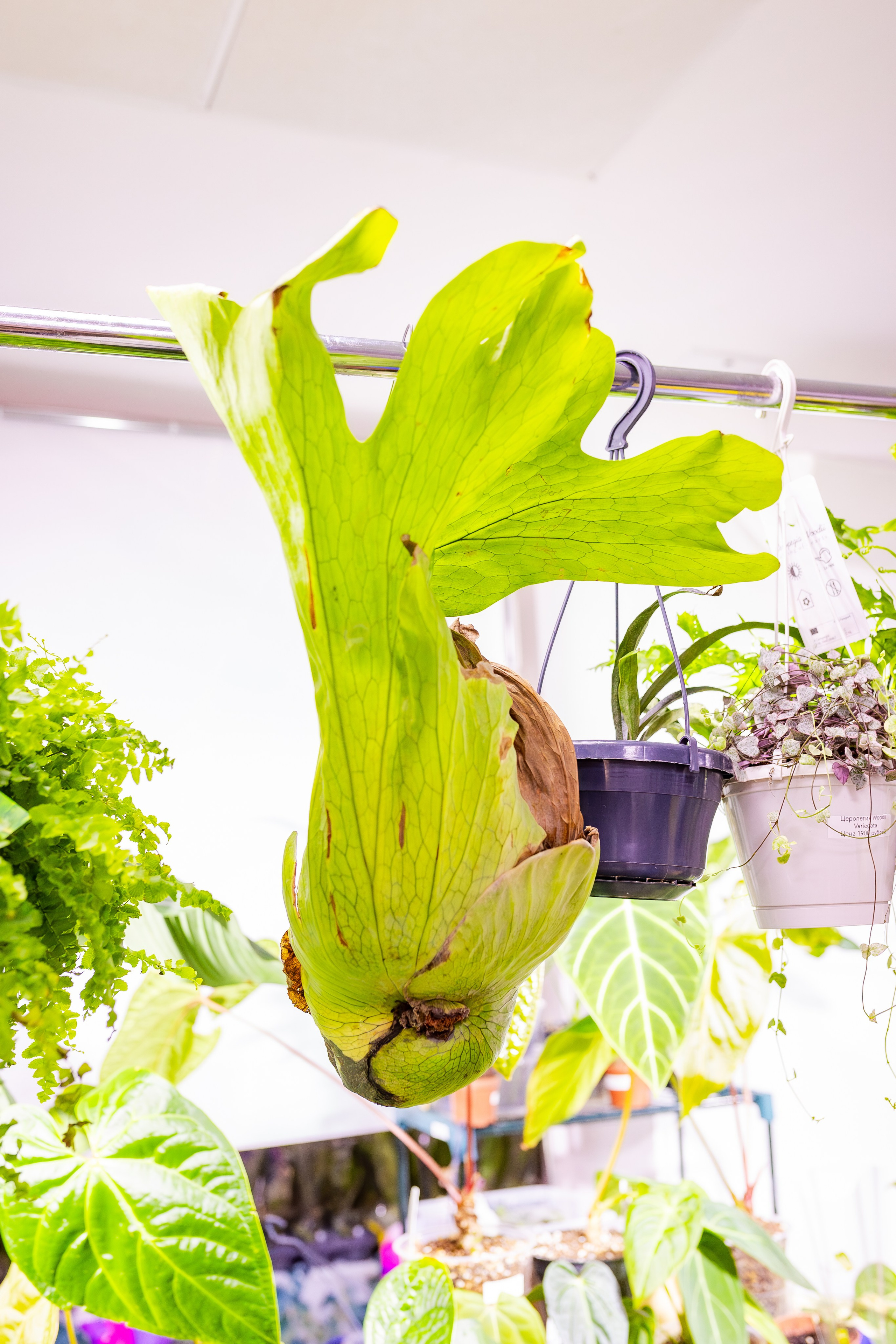 Орхидиум сентябрь 2025. Александра Куликова фотограф, Москва