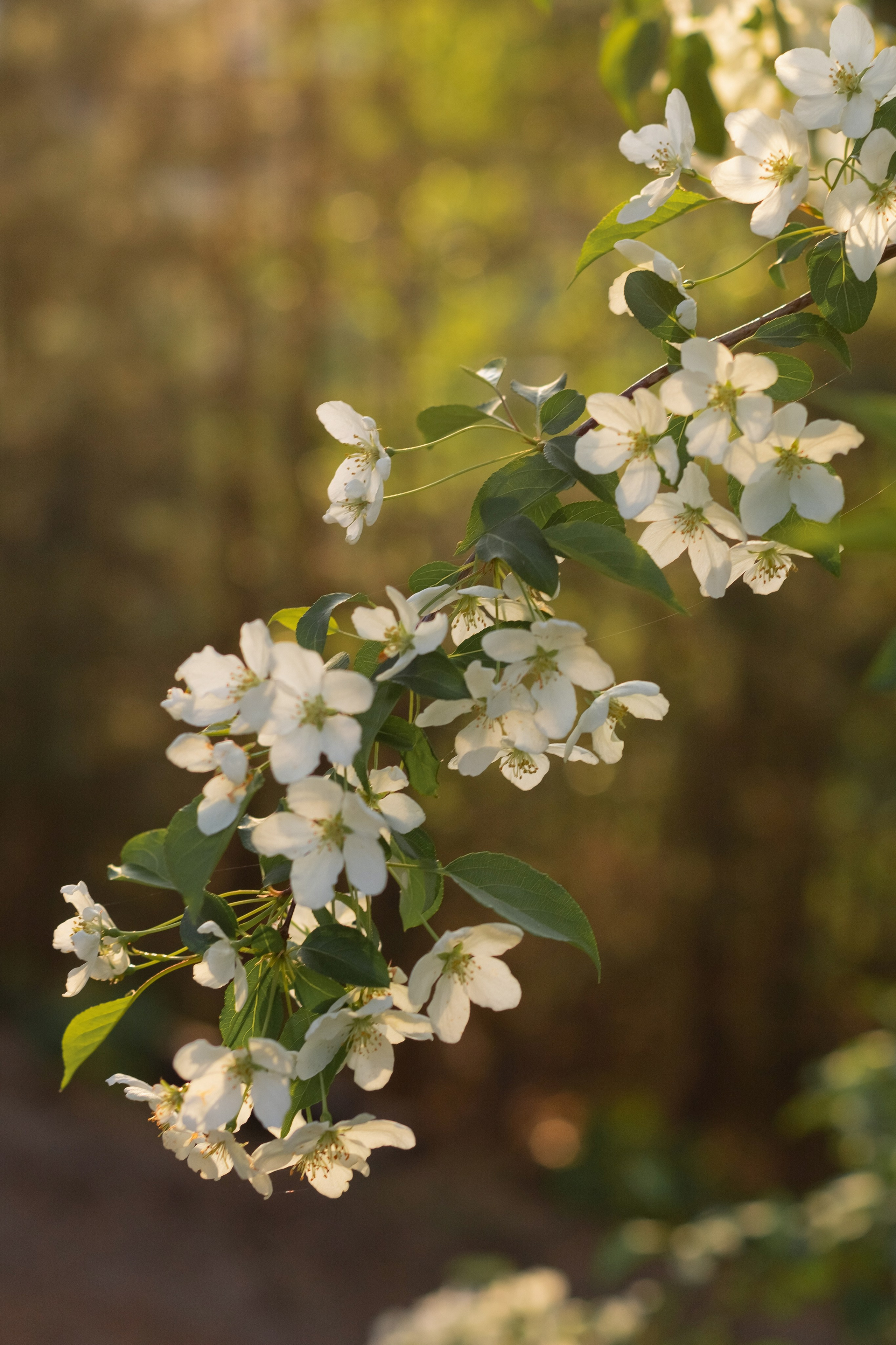 Яблоневый цвет. Фотограф в Томске Евгения Гуляева