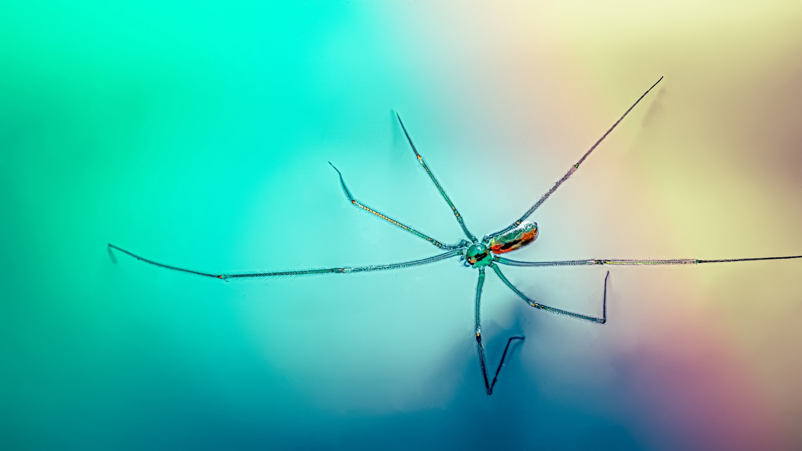 Макро. Предметный фотограф в Воронеже Дмитрий Игнатов