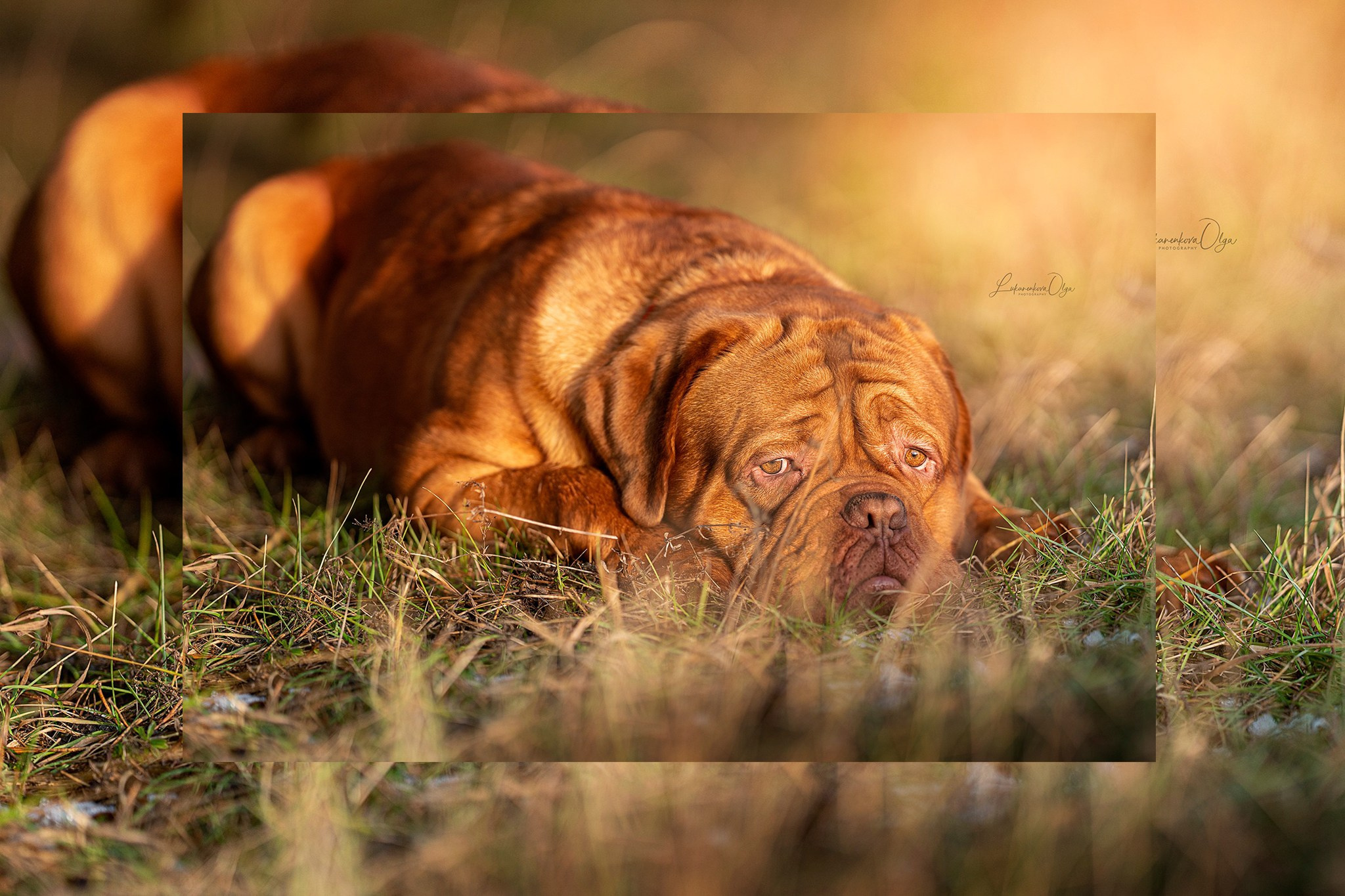 Фотограф анималист Ольга Луканенкова в Москве