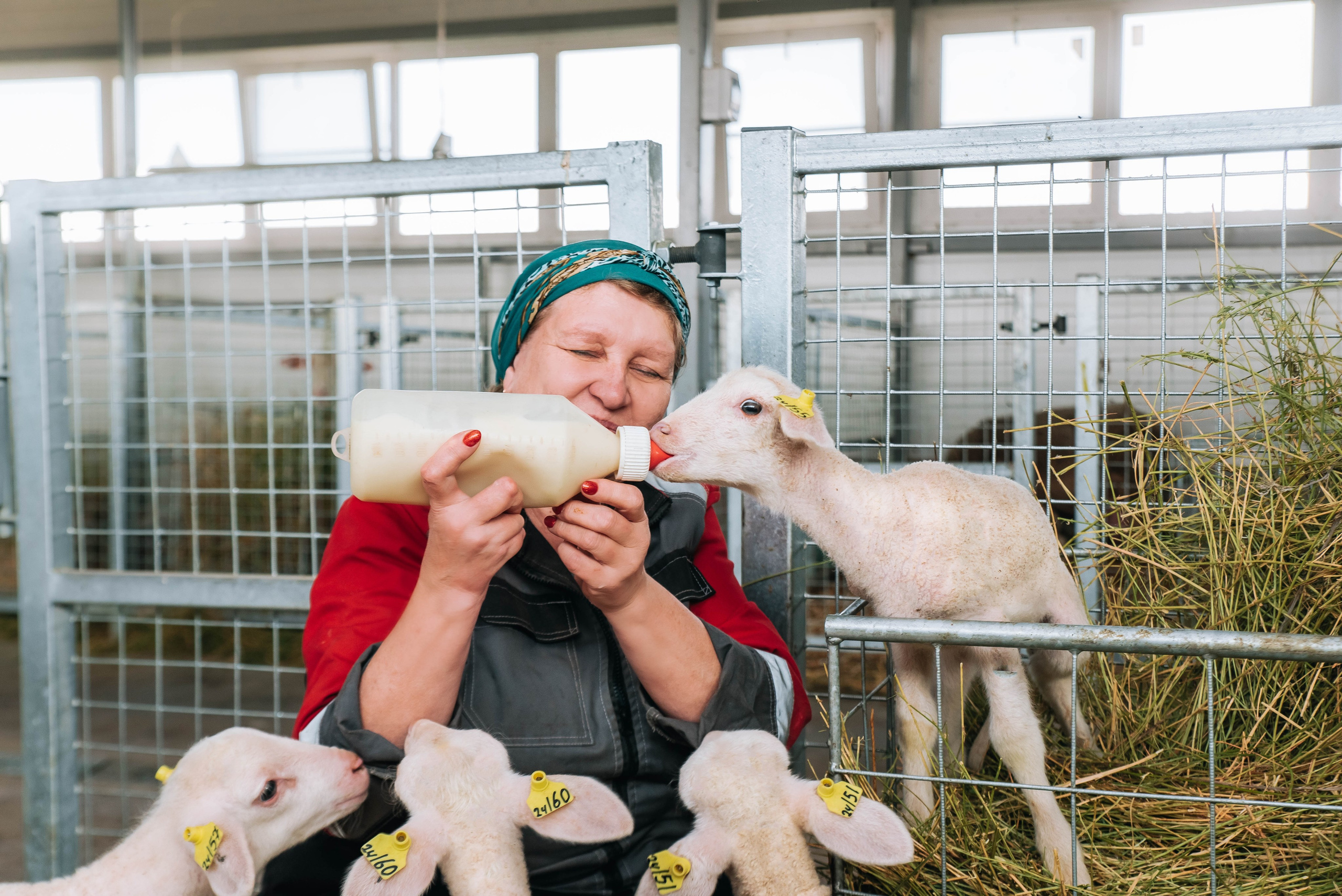 Овечья Ферма. Агрокурьер Красный Яр. Главная