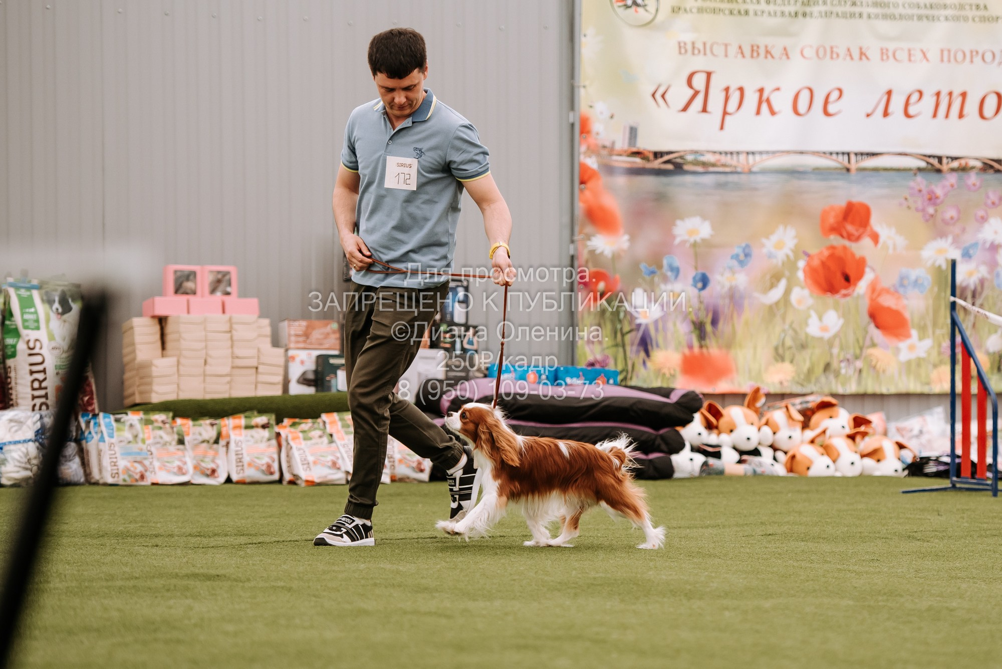 Выставка собак Красноярск 2.06. Фотограф Диана Оленина Красноярск / Братск