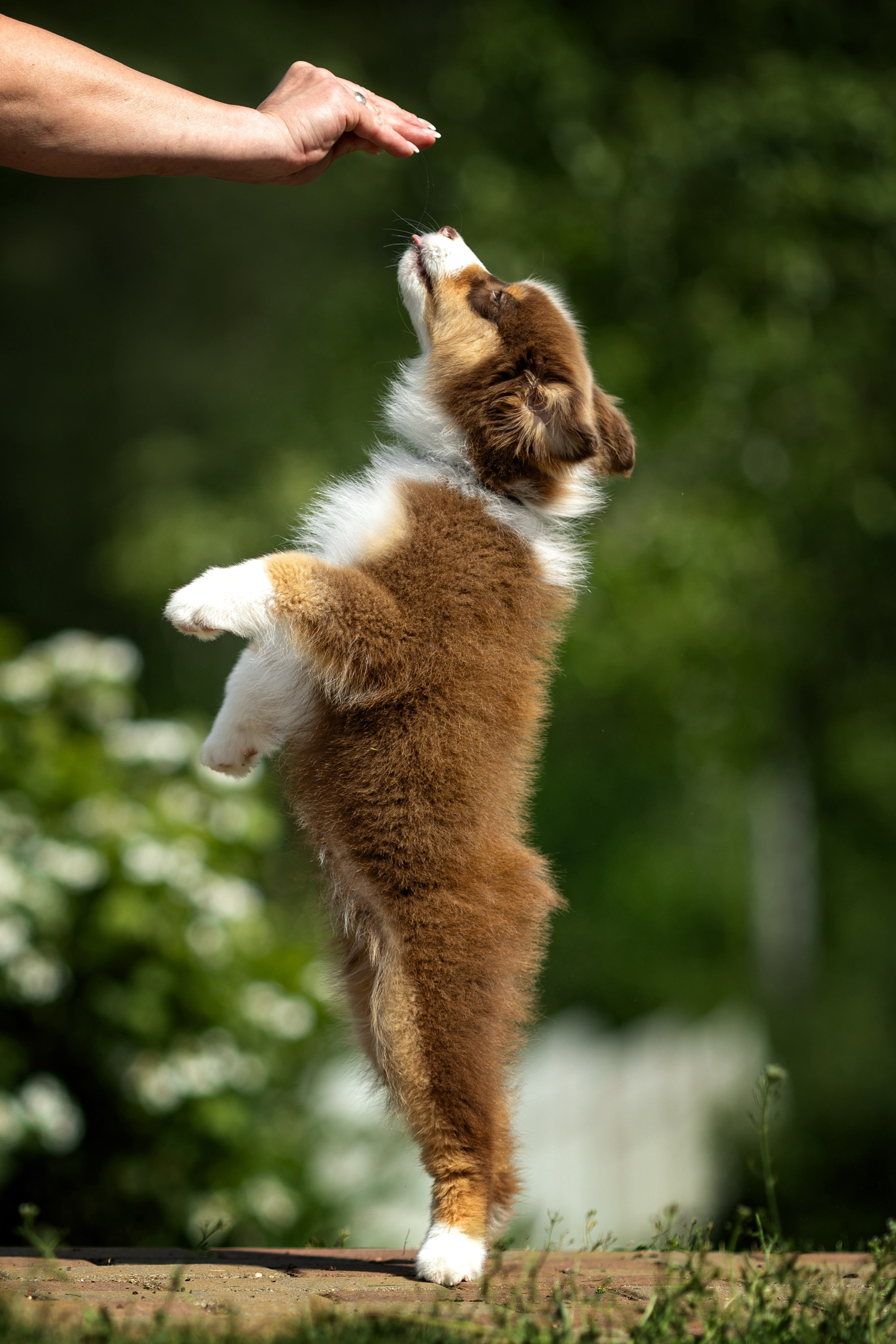 Фотограф-анималист и бренд-фотограф в Москве | Фотография собак, людей, бизнес-портрет