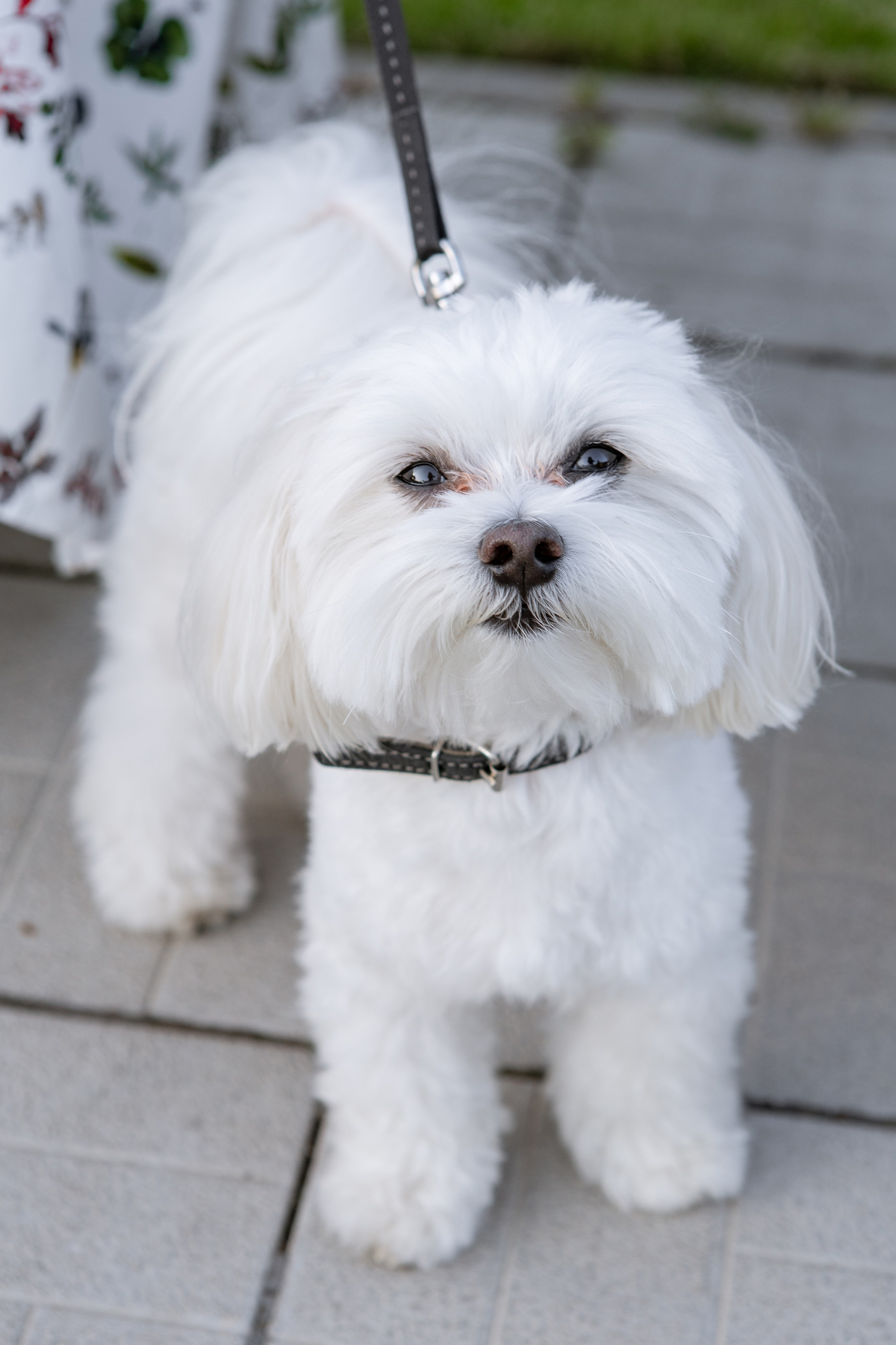 Ангелина и Дима. Свадебный фотограф Витебск Минск
