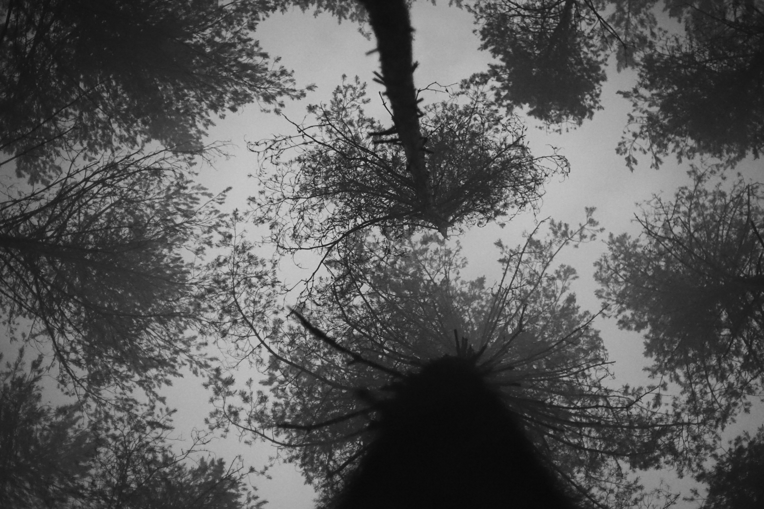 Где-то в лесу. ZAGLADIN Bureau