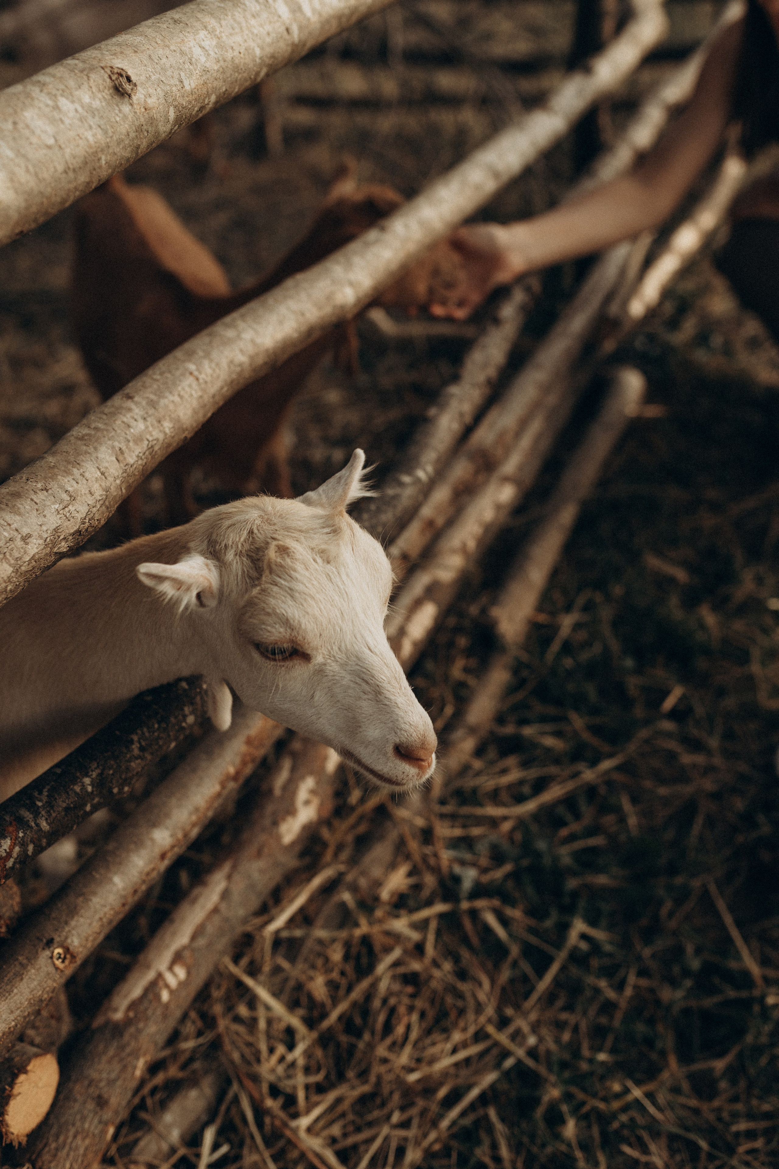 Миша Таня и Лев на ферме. Семейный фотограф в Новороссийске и Анапе Александра Яковлева