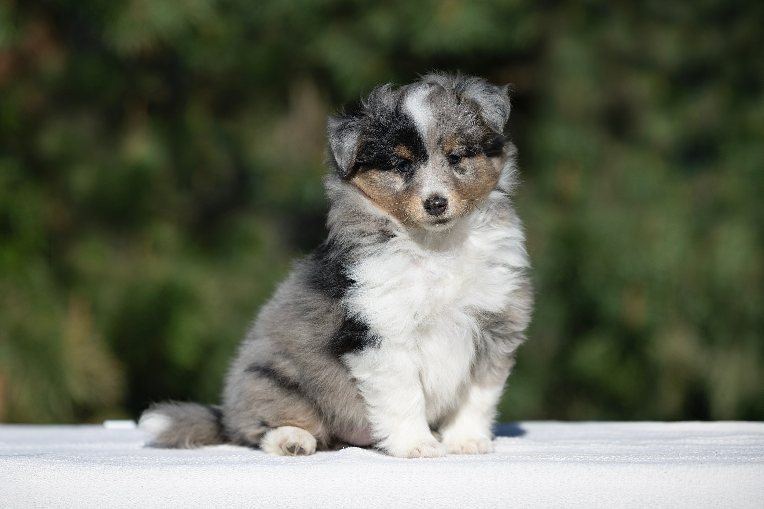 Питомник Кэтрин’с. Мои работы