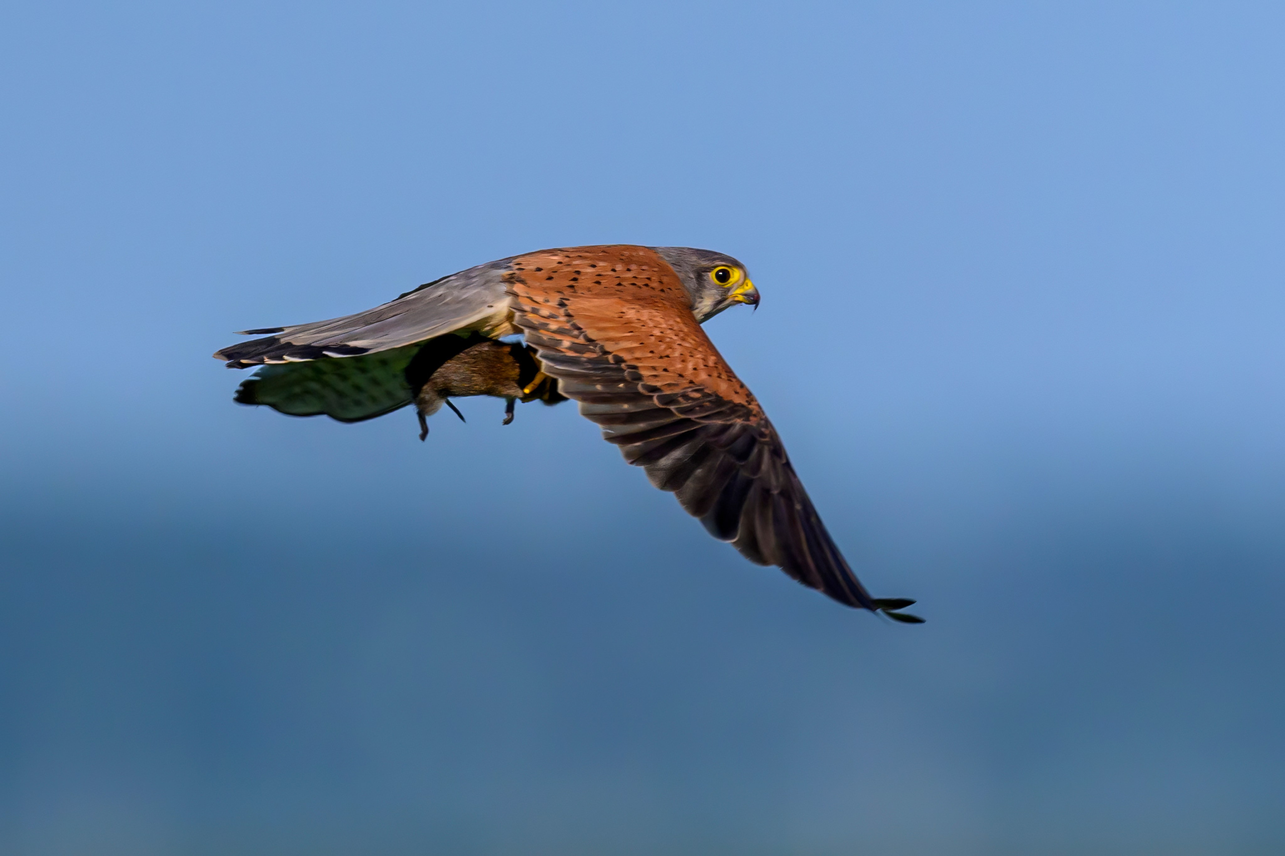 Пустельга и совы. Wildlife photography by Sergey Puponin
