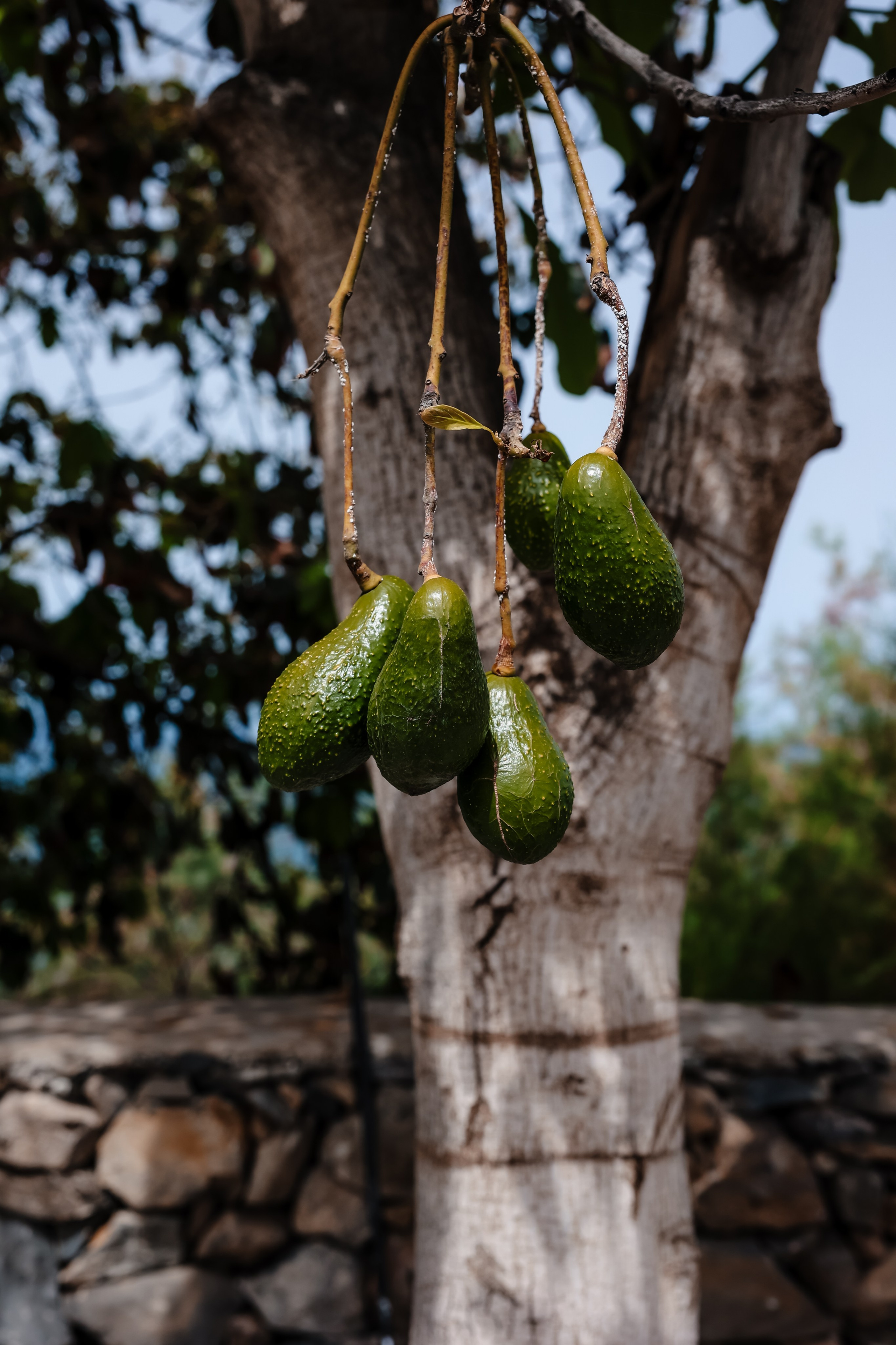 Casa Catuja. Фотограф Виктория Волкова. Москва