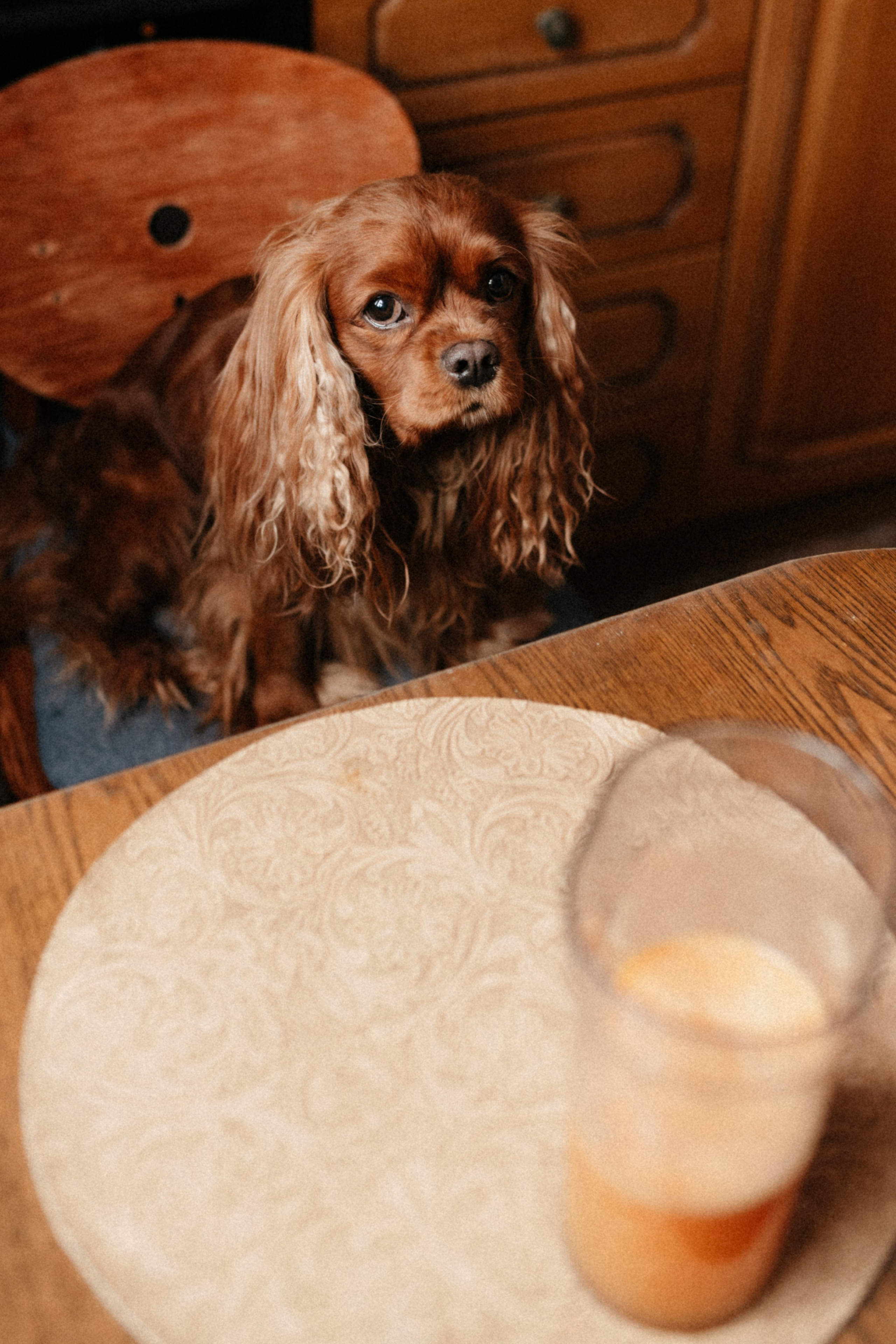 Оля и её меховая банда. Фотограф анималист в Москве Ольга Агушева