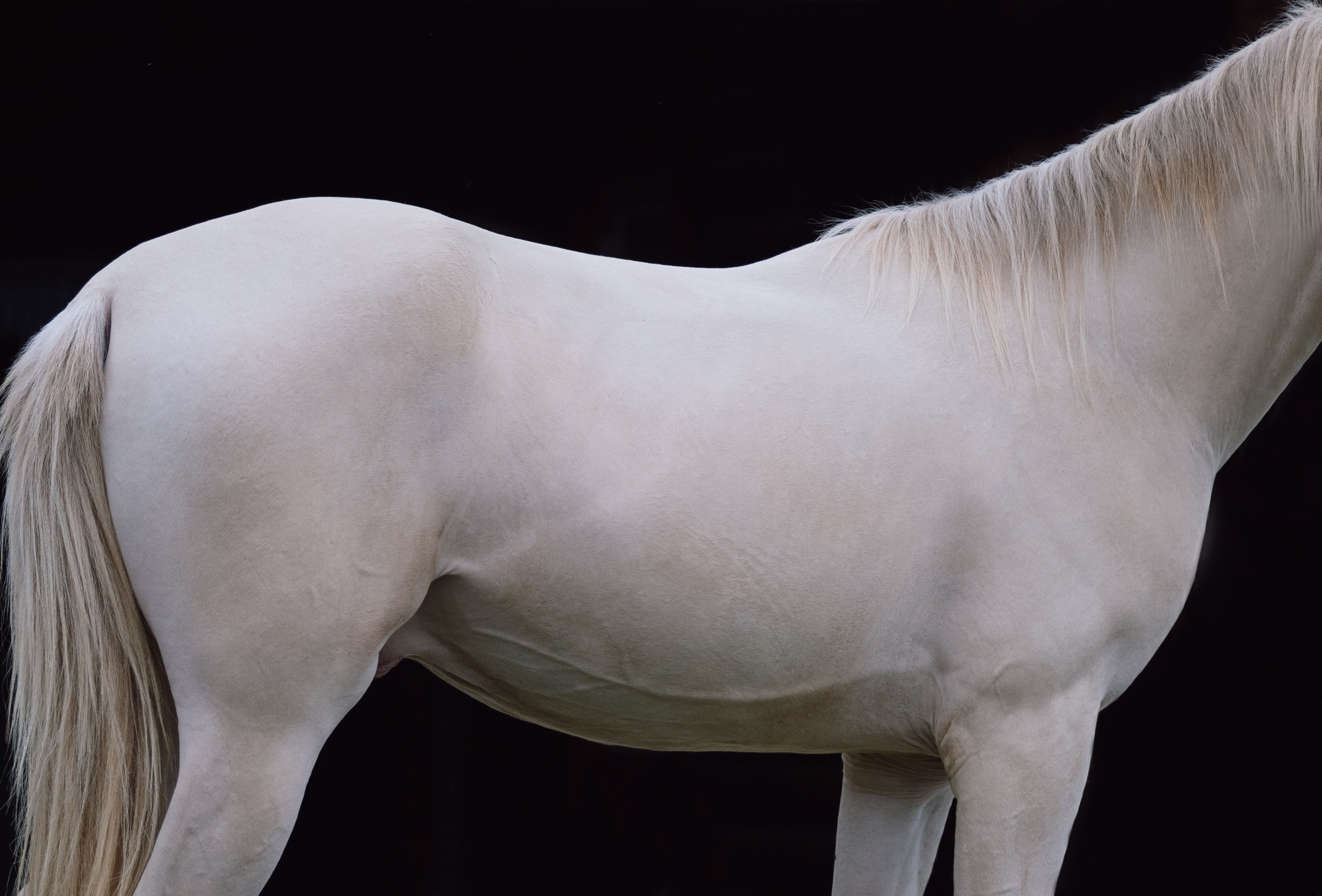 Конный фотограф в Калининграде Елена Курбатова