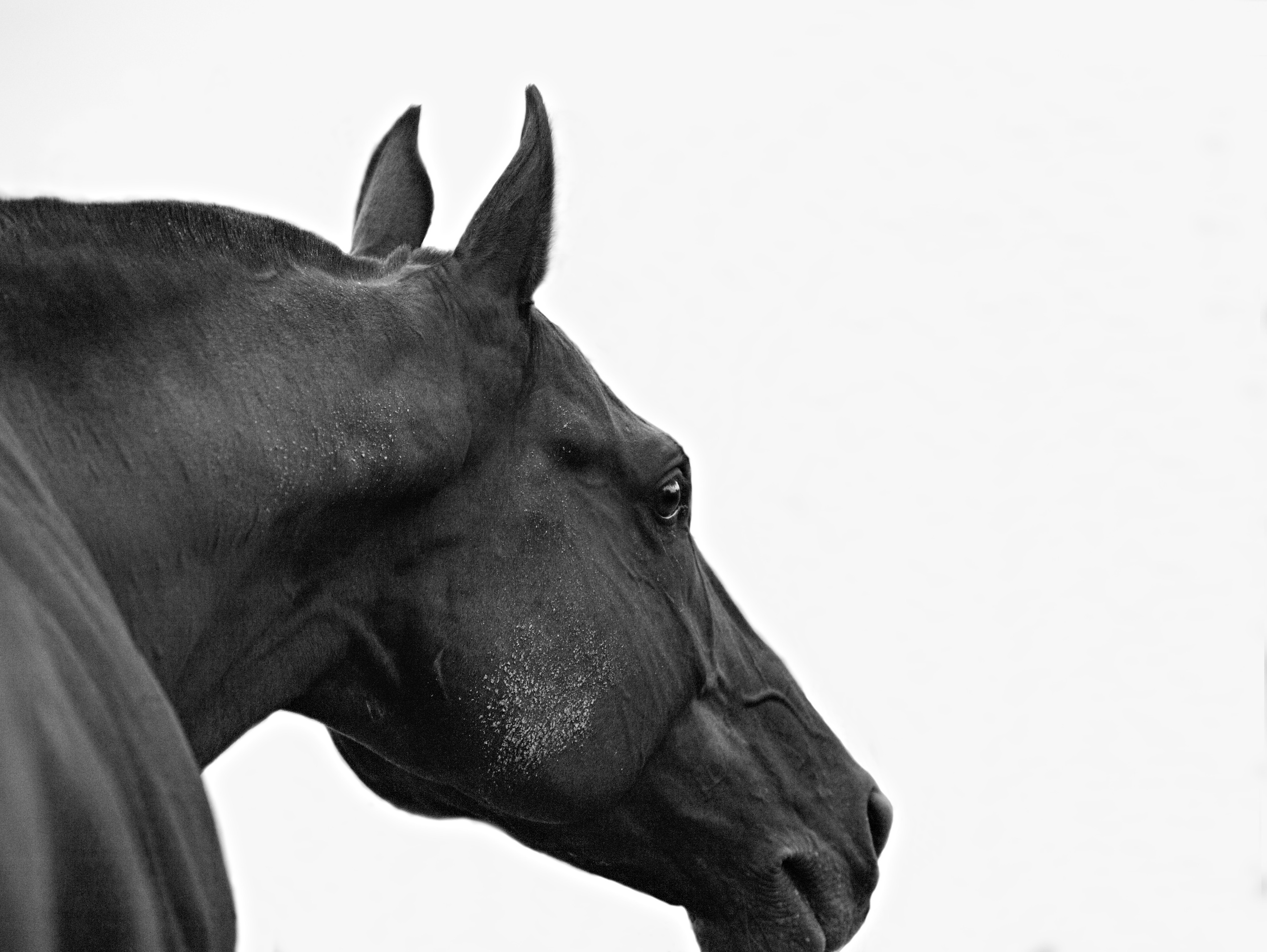 Съёмка лошадей/чб. Конный фотограф в Калининграде Елена Курбатова